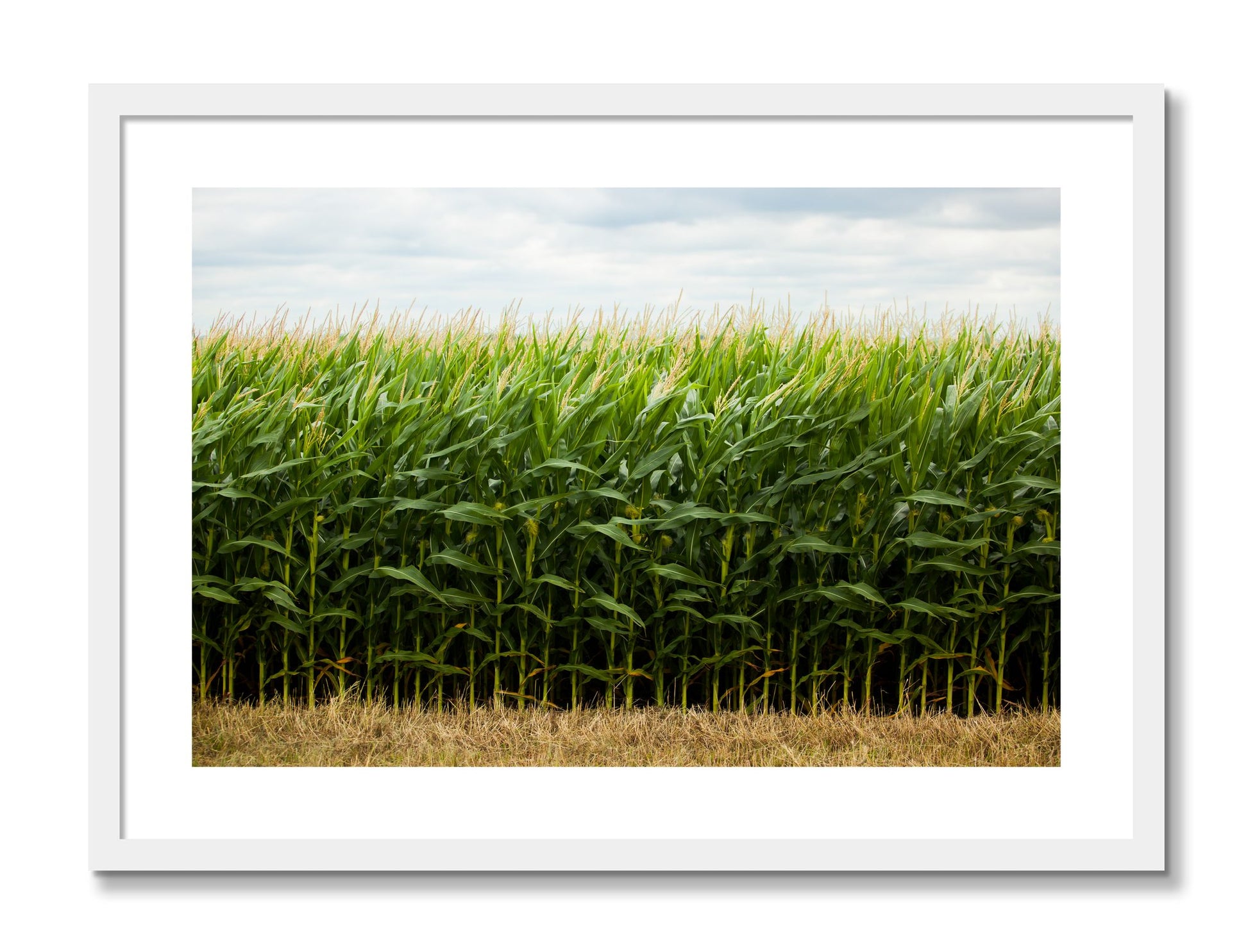 Framed photograph of Corn Crop by Dylan Ozanich, White frame, Borders
