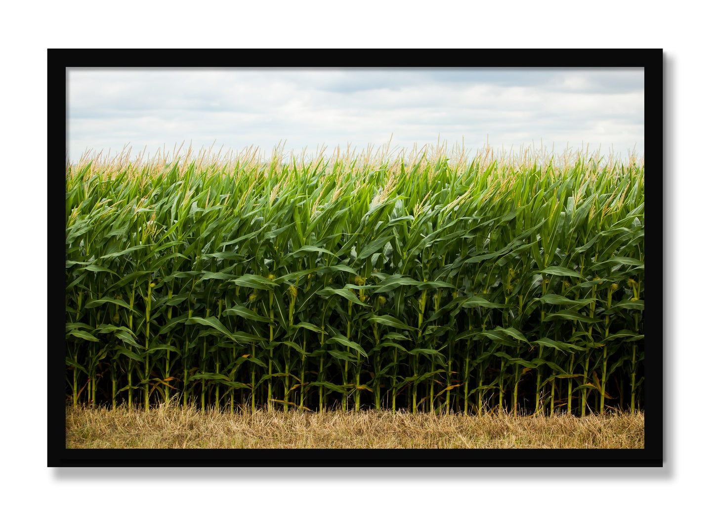 Framed photograph of Corn Crop by Dylan Ozanich, Black frame, Full Bleed