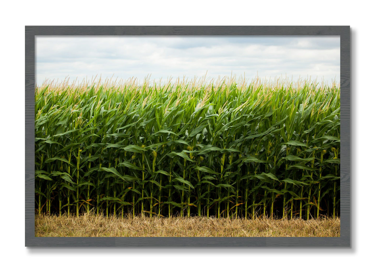 Framed photograph of Corn Crop by Dylan Ozanich, Grey frame, Full Bleed