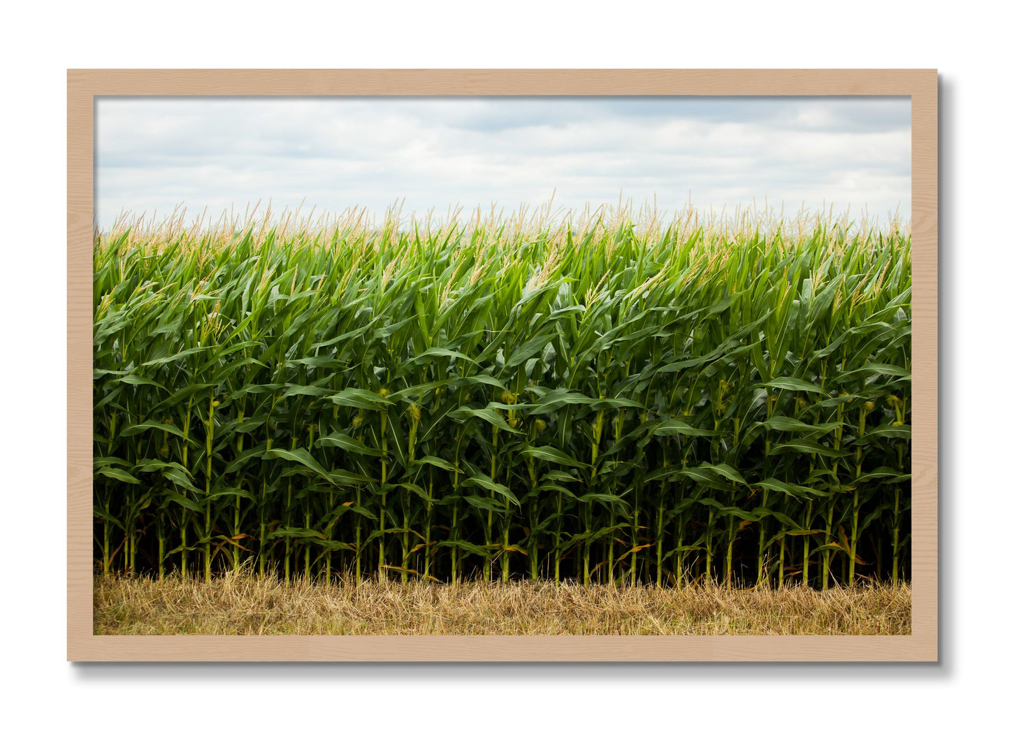 Framed photograph of Corn Crop by Dylan Ozanich, Oak frame, Full Bleed