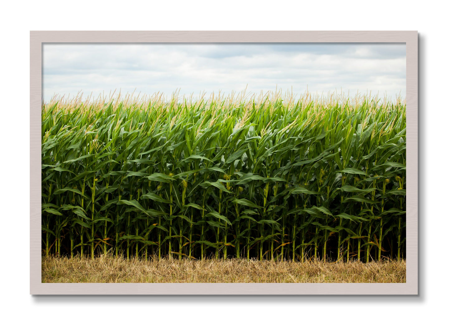 Framed photograph of Corn Crop by Dylan Ozanich, White Maple frame, Full Bleed
