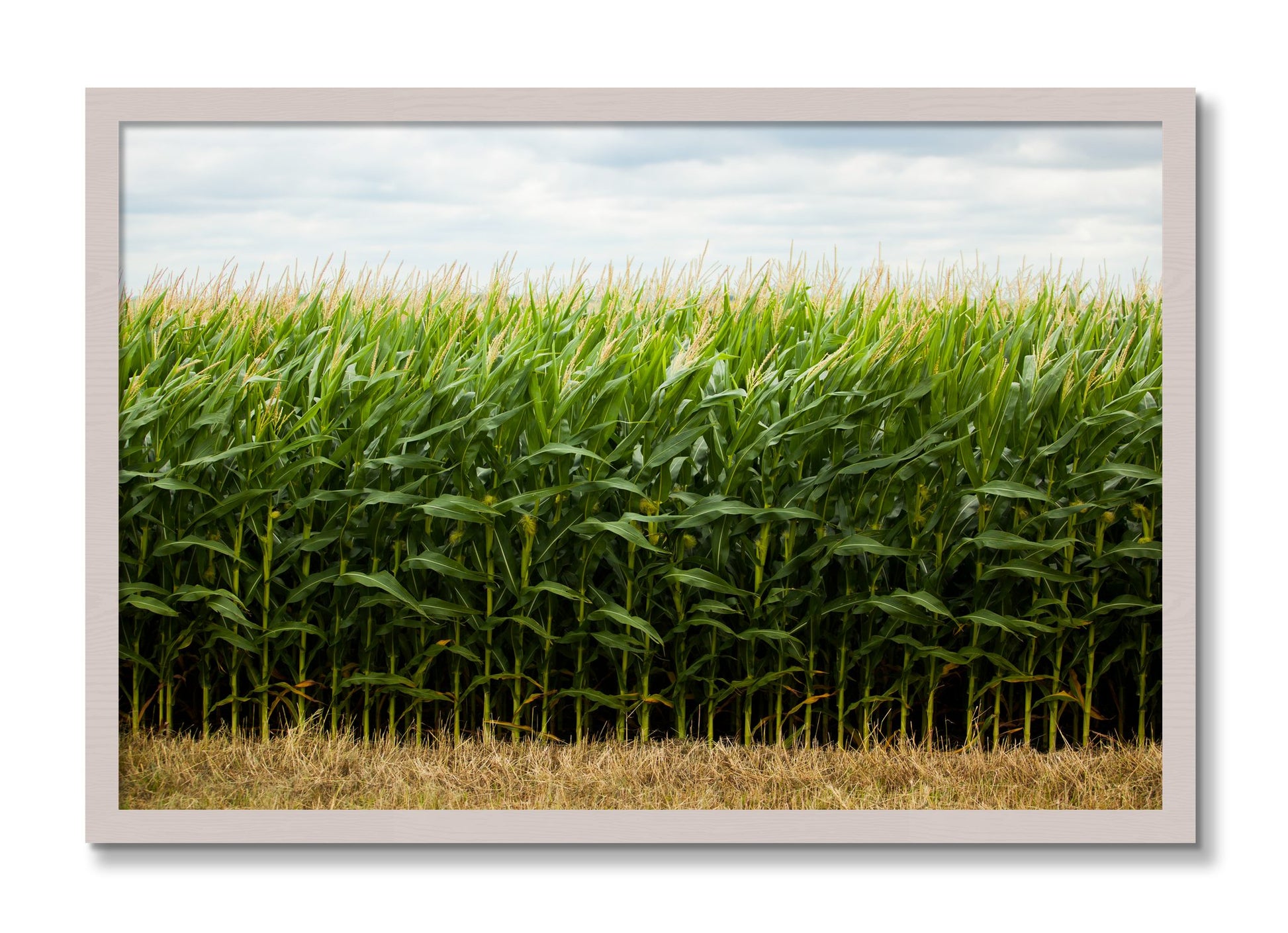 Framed photograph of Corn Crop by Dylan Ozanich, White Maple frame, Full Bleed