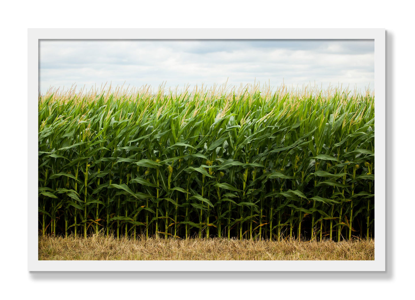 Framed photograph of Corn Crop by Dylan Ozanich, White frame, Full Bleed