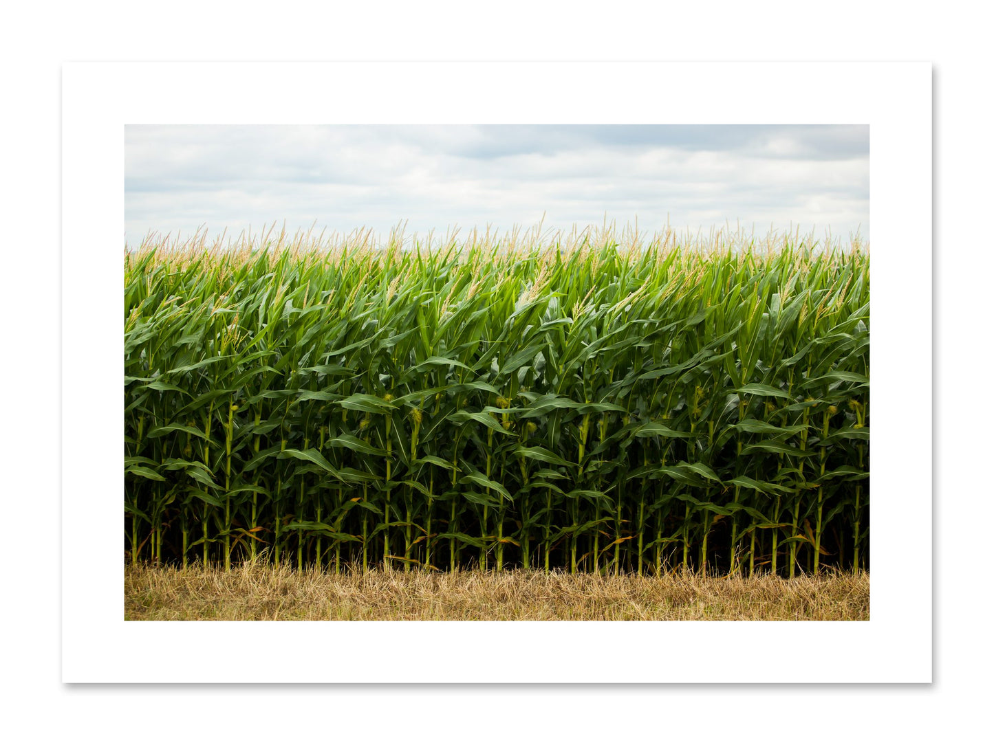 Fine art print of Corn Crop by Dylan Ozanich, unframed