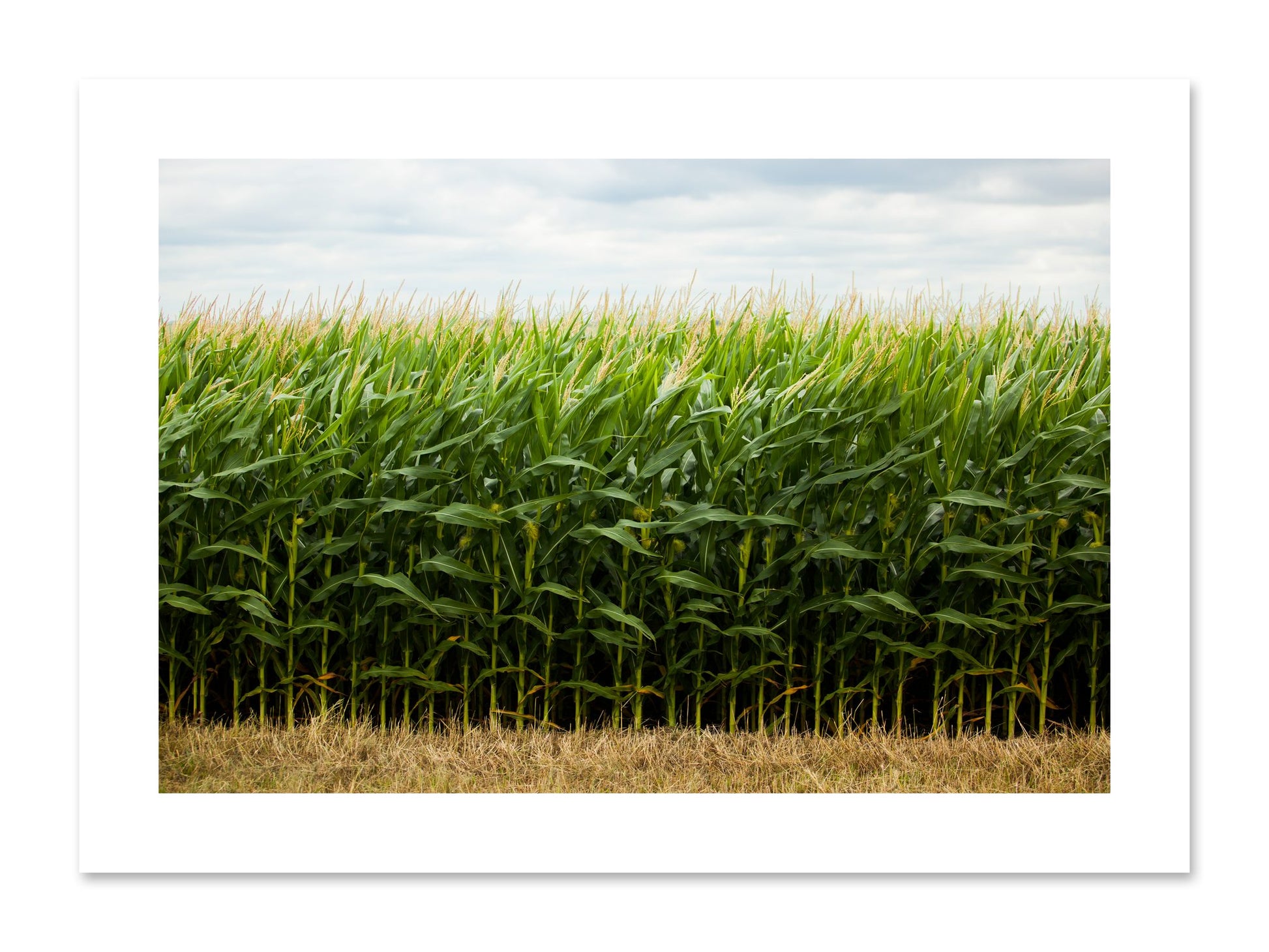Fine art print of Corn Crop by Dylan Ozanich, unframed