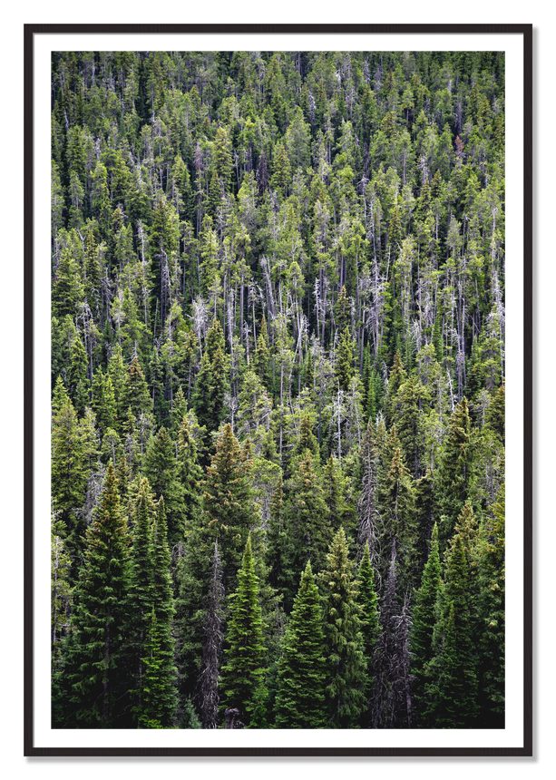 Dense by Dylan Ozanich, 48×72 print with a White Border in a Black Walnut frame