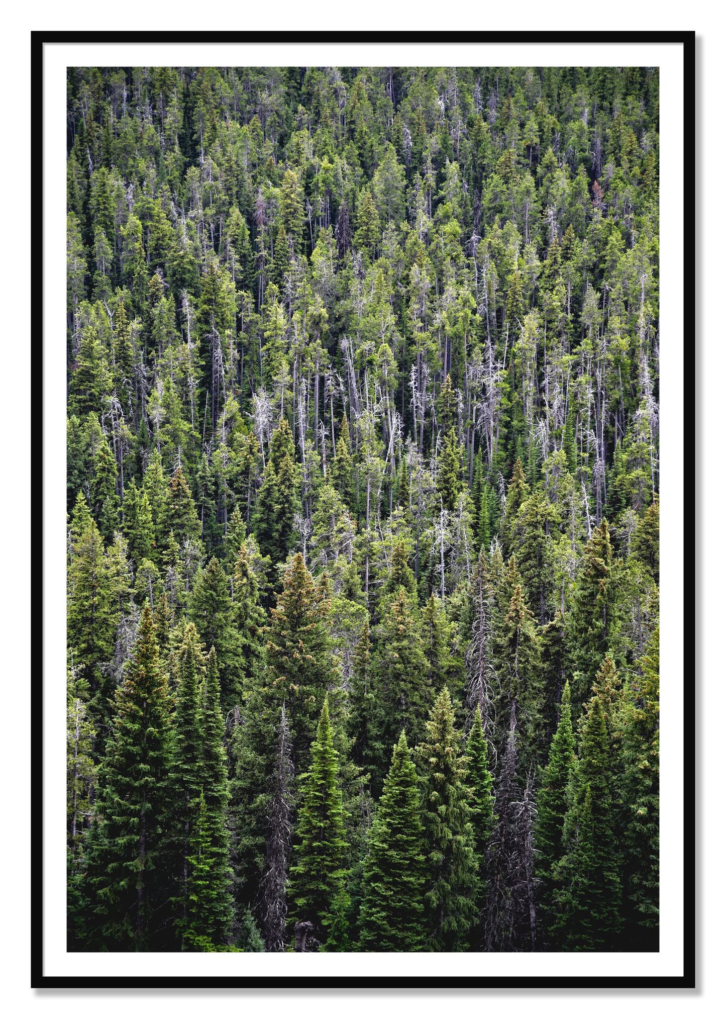 Dense by Dylan Ozanich, 48×72 print with a White Border in a Black frame