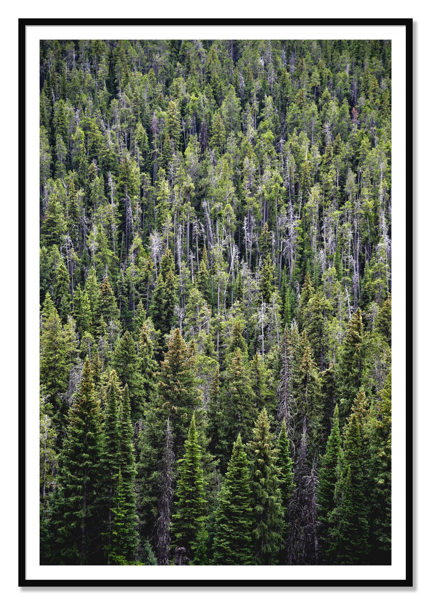 Dense by Dylan Ozanich, 48×72 print with a White Border in a Black frame