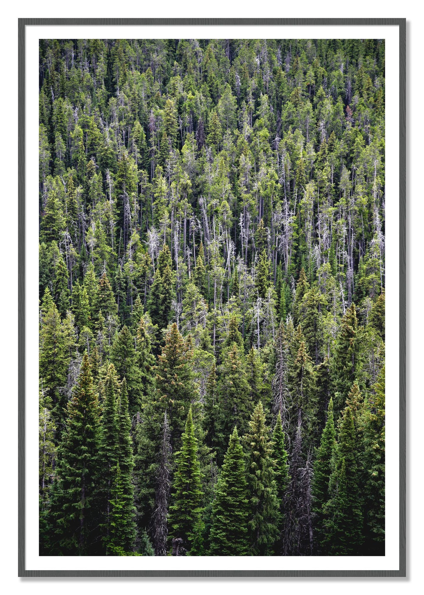 Dense by Dylan Ozanich, 48×72 print with a White Border in a Grey frame
