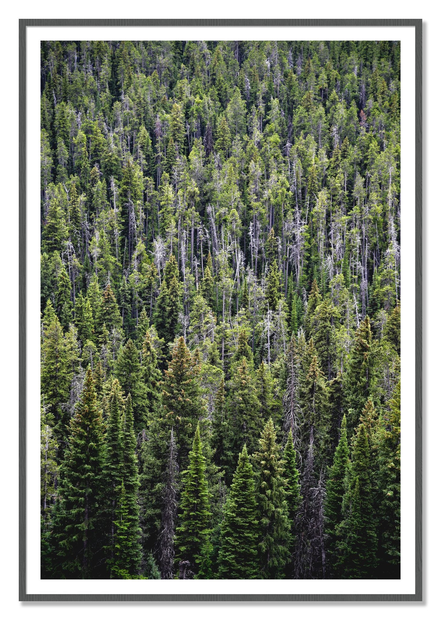 Dense by Dylan Ozanich, 48×72 print with a White Border in a Grey frame