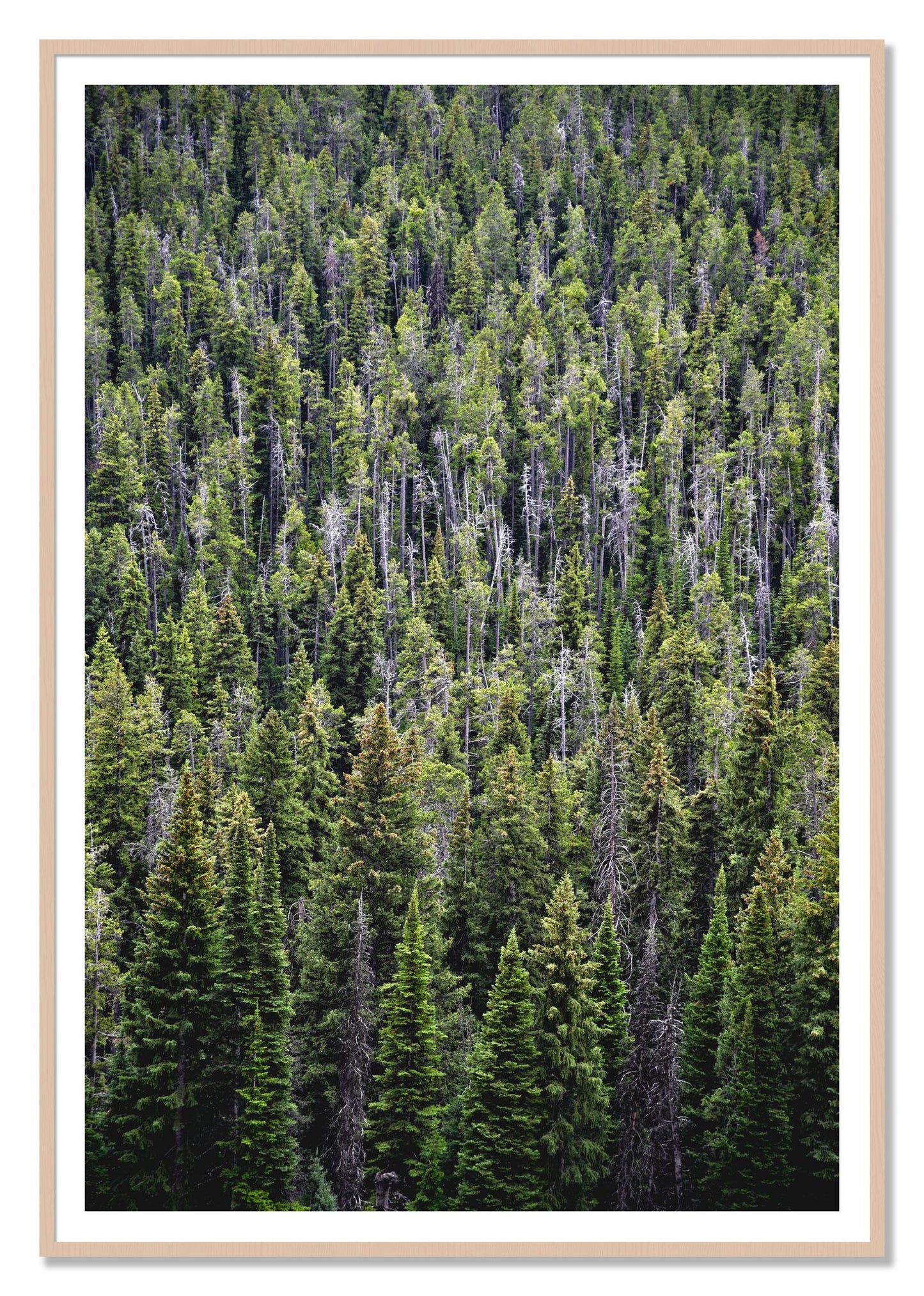 Dense by Dylan Ozanich, 48×72 print with a White Border in a Maple frame
