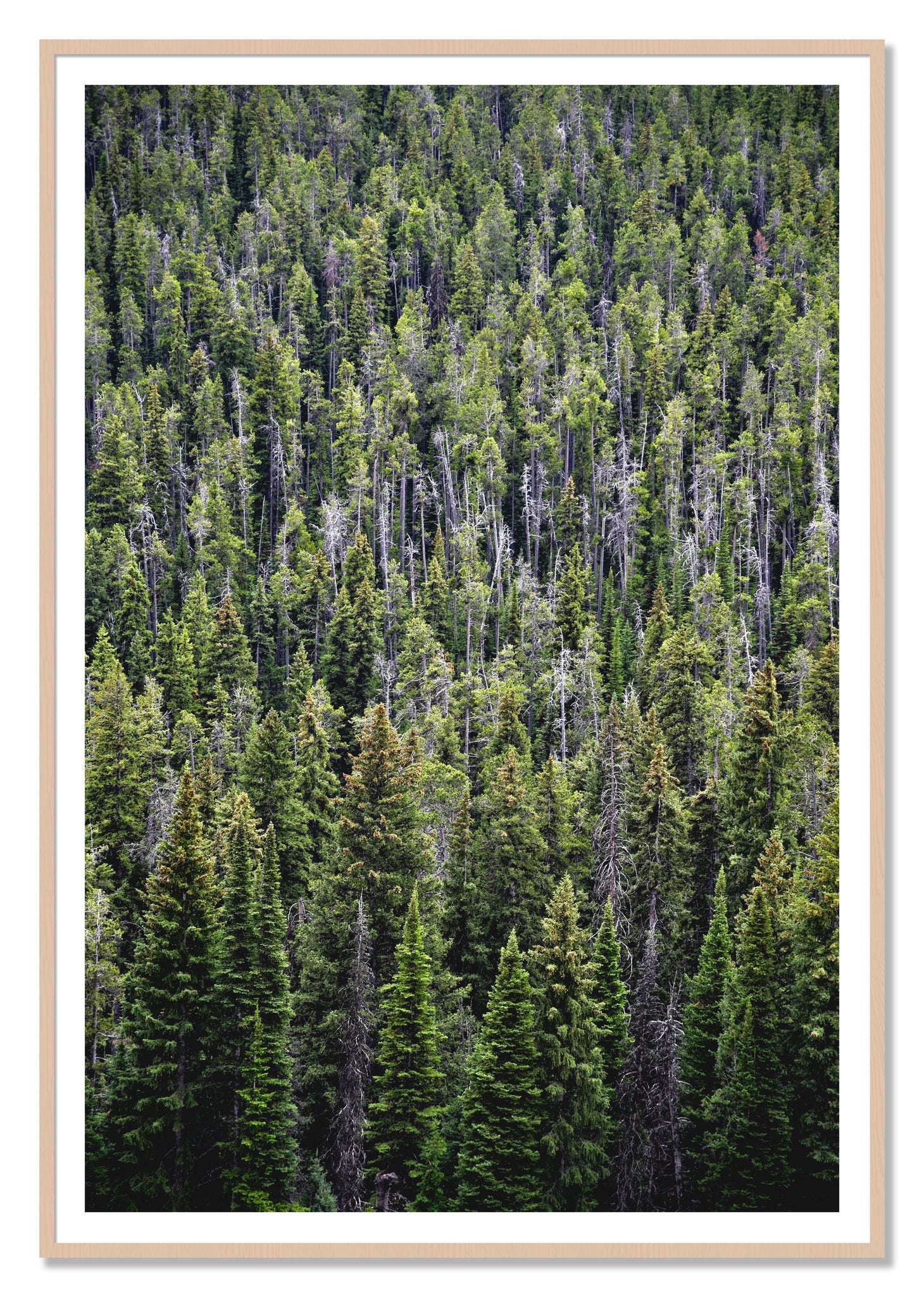 Dense by Dylan Ozanich, 48×72 print with a White Border in a Maple frame