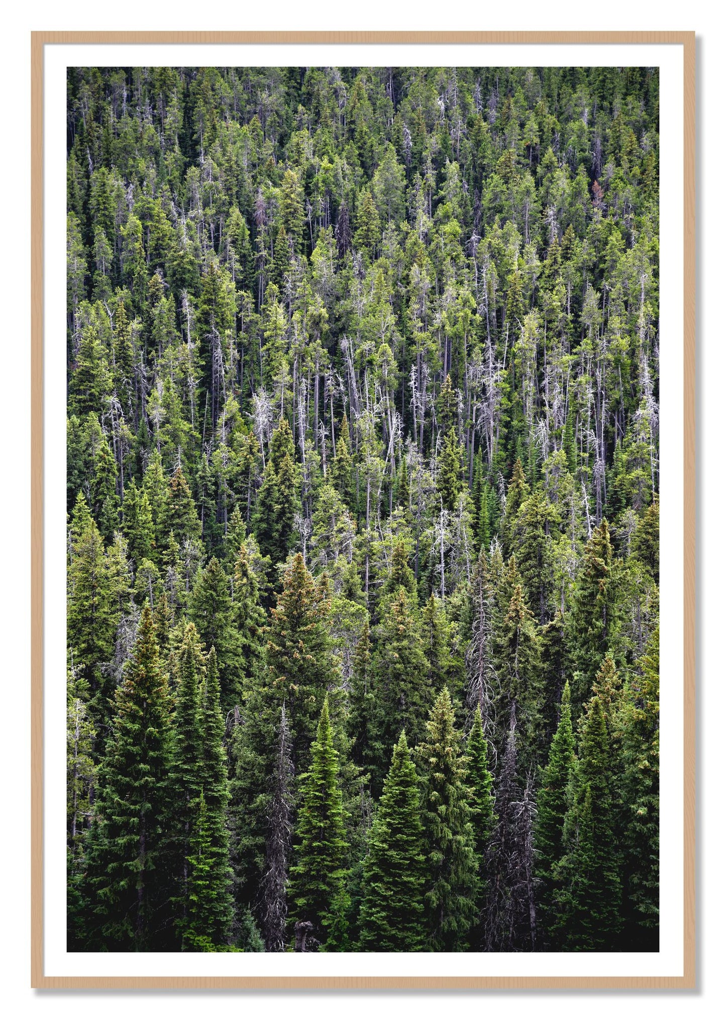 Dense by Dylan Ozanich, 48×72 print with a White Border in an Oak frame