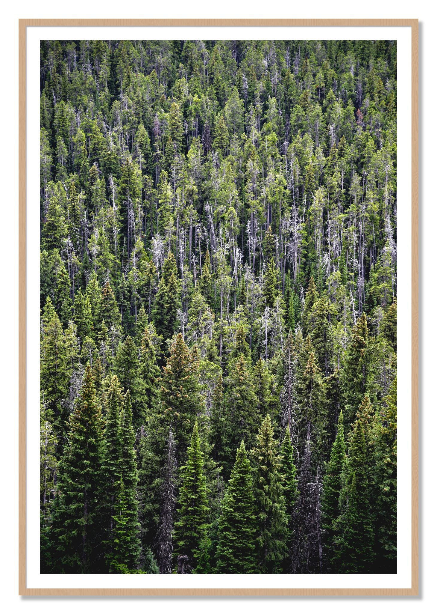 Dense by Dylan Ozanich, 48×72 print with a White Border in an Oak frame