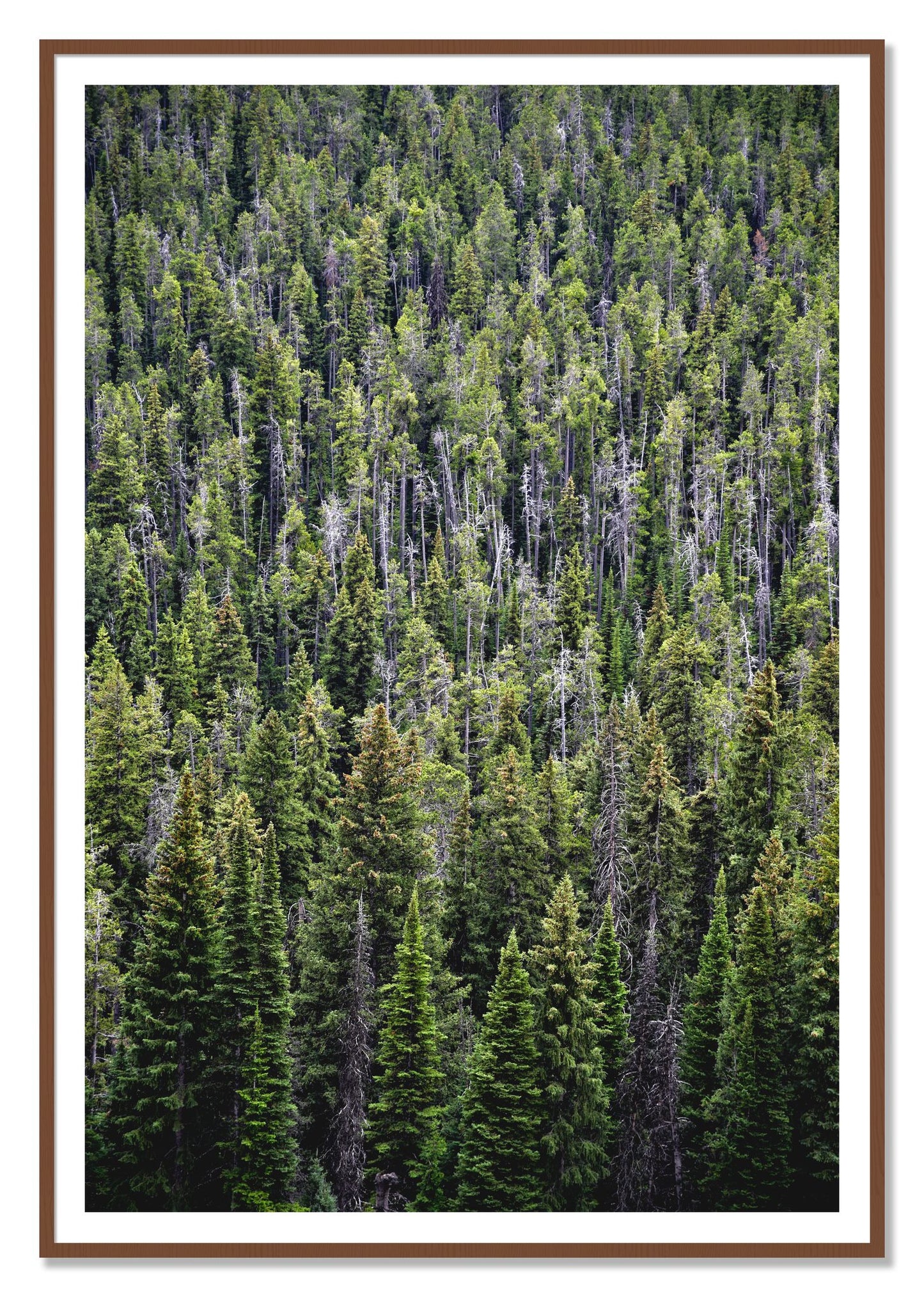 Dense by Dylan Ozanich, 48×72 print with a White Border in a Walnut frame