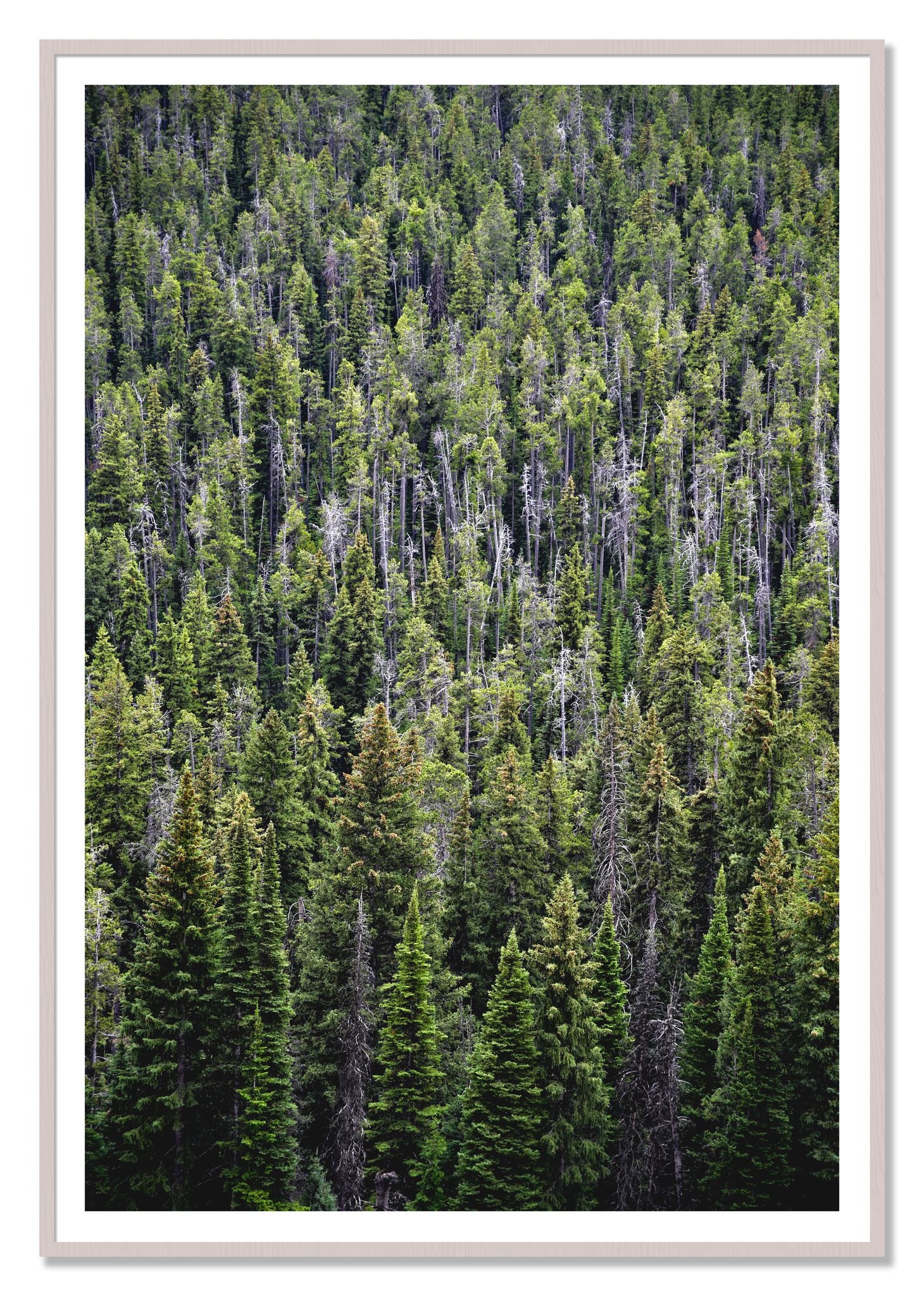 Dense by Dylan Ozanich, 48×72 print with a White Border in a White Maple frame