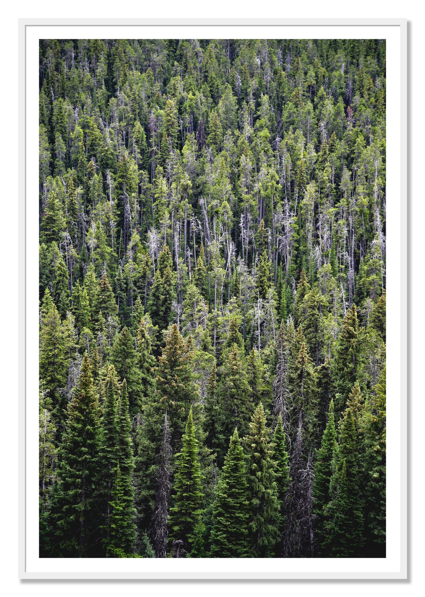Dense by Dylan Ozanich, 48×72 print with a White Border in a White frame