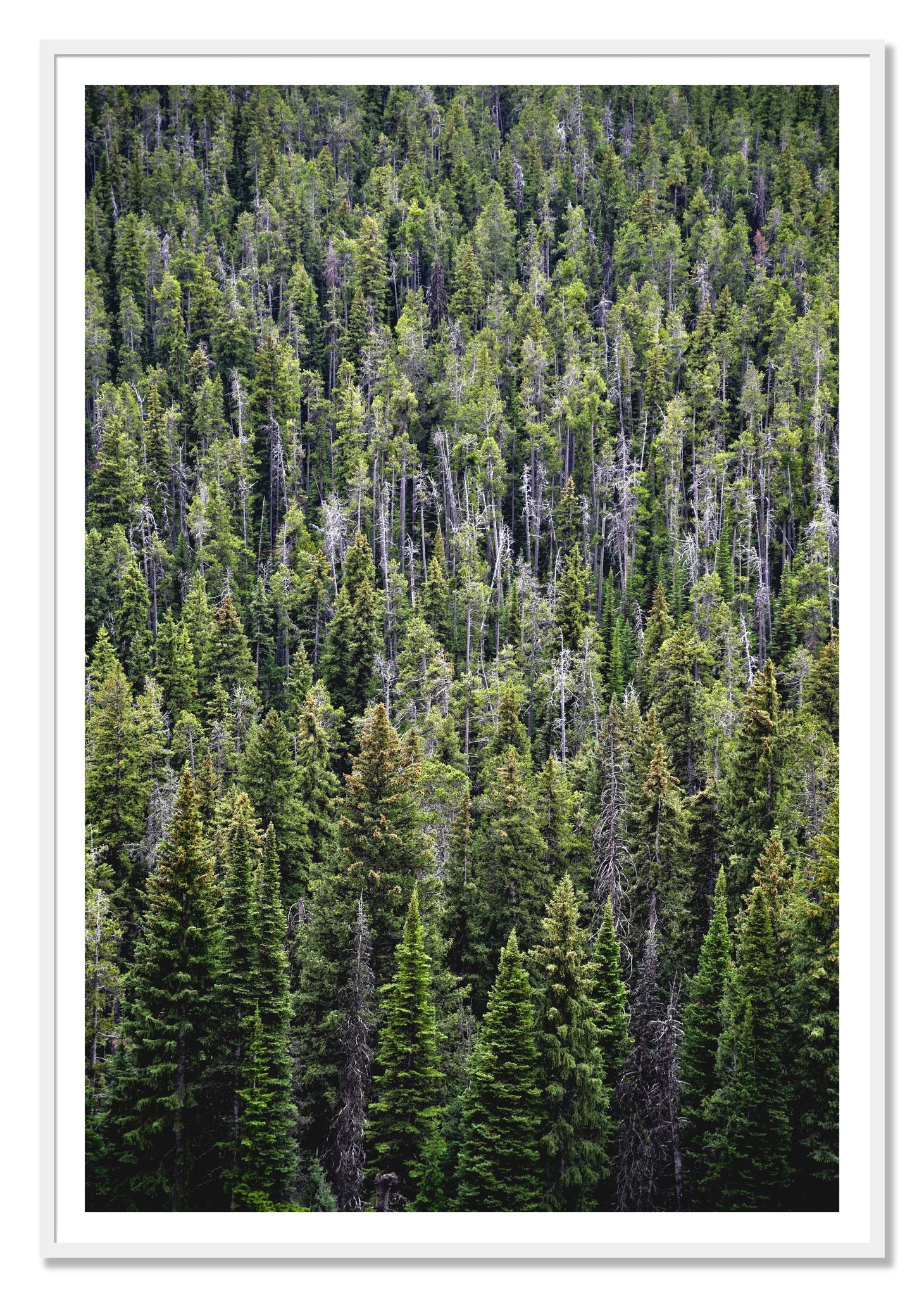 Dense by Dylan Ozanich, 48×72 print with a White Border in a White frame