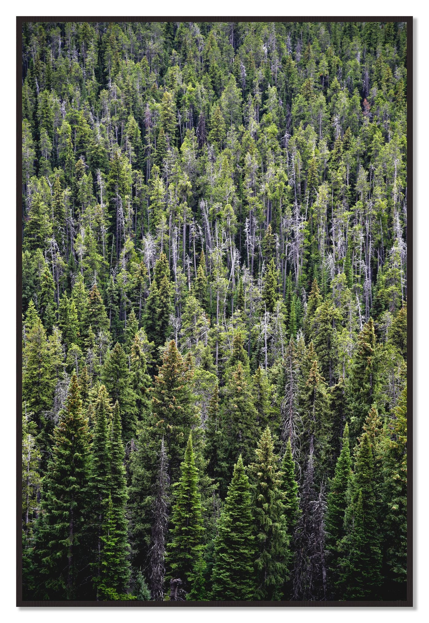 Dense by Dylan Ozanich, 48×72 Full Bleed Print in a Black Walnut frame