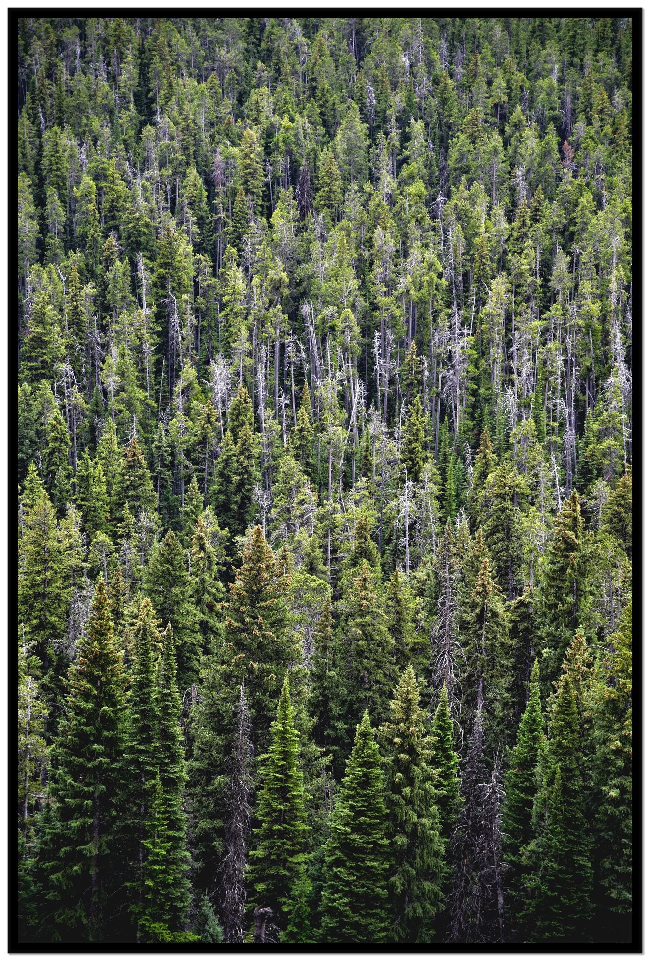 Dense by Dylan Ozanich, 48×72 Full Bleed Print in a Black frame