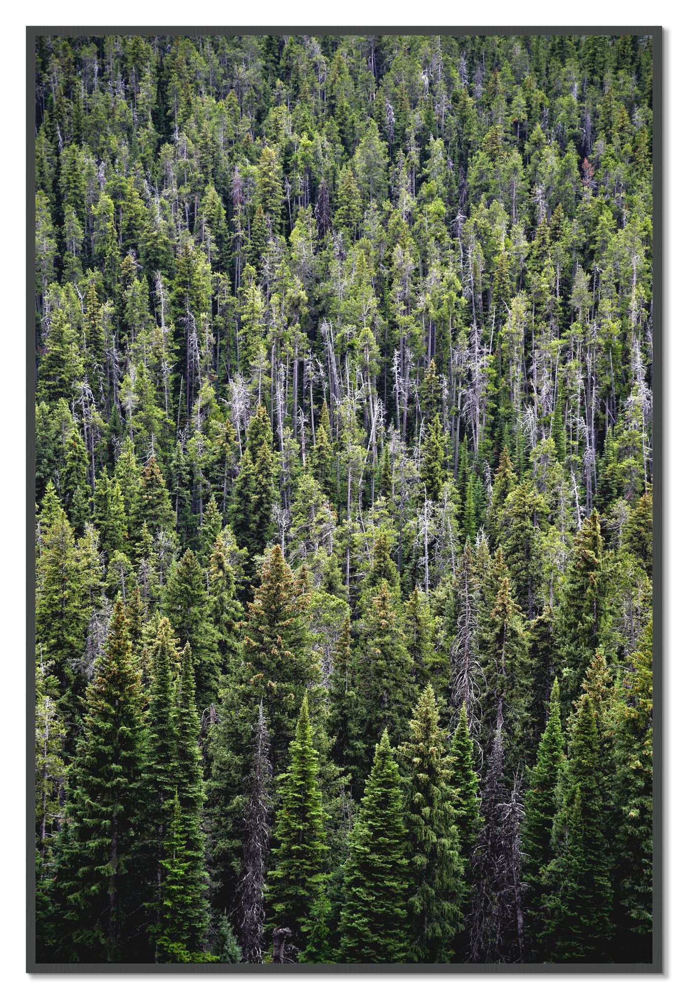 Dense by Dylan Ozanich, 48×72 Full Bleed Print in a Grey frame