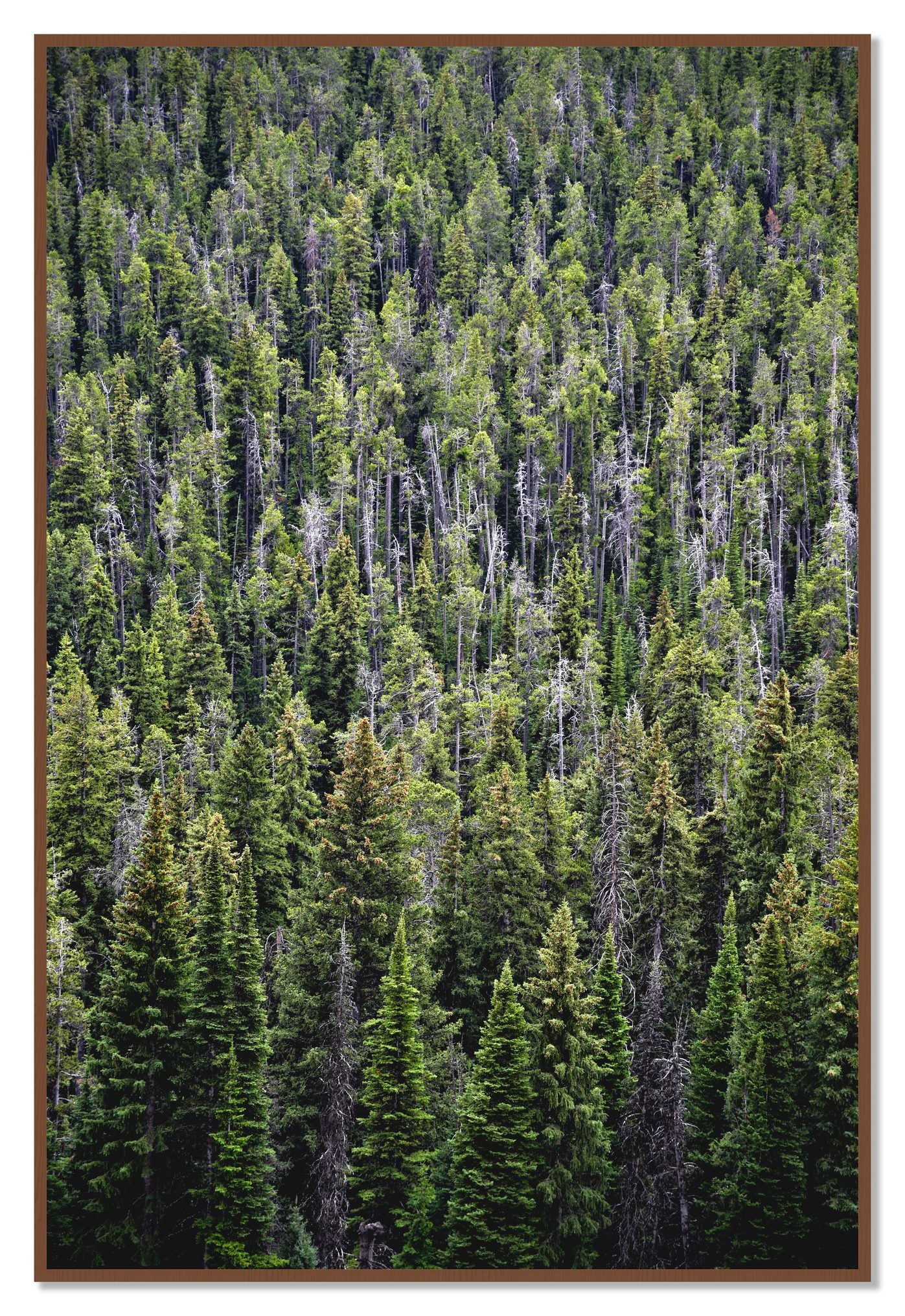 Dense by Dylan Ozanich, 48×72 Full Bleed Print in a Walnut frame