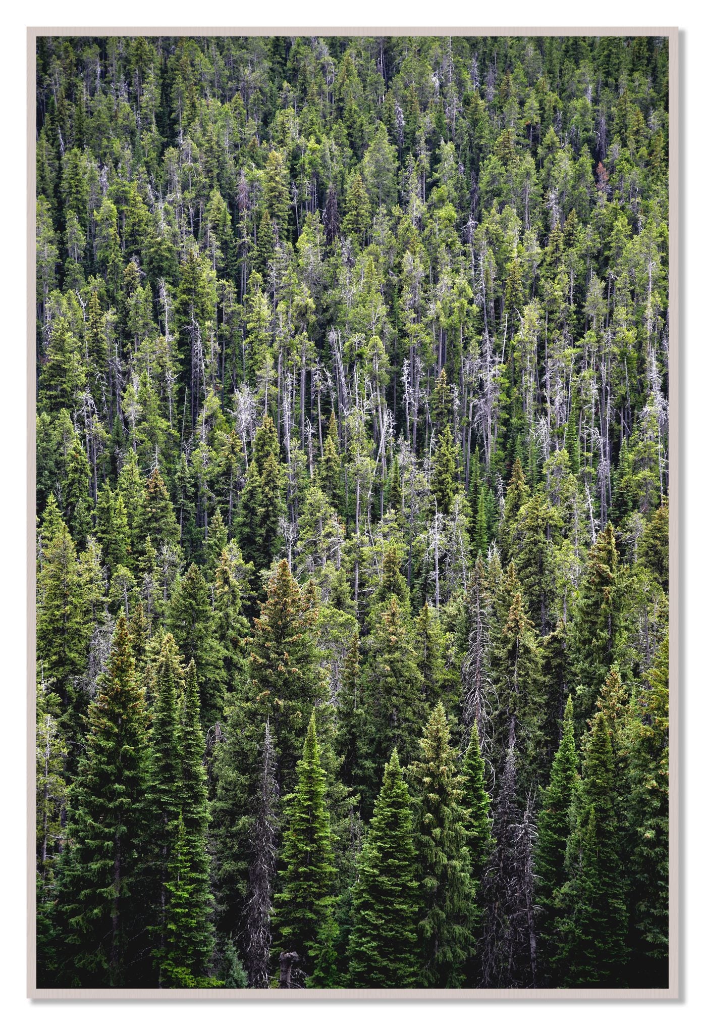 Dense by Dylan Ozanich, 48×72 Full Bleed Print in a White Maple frame