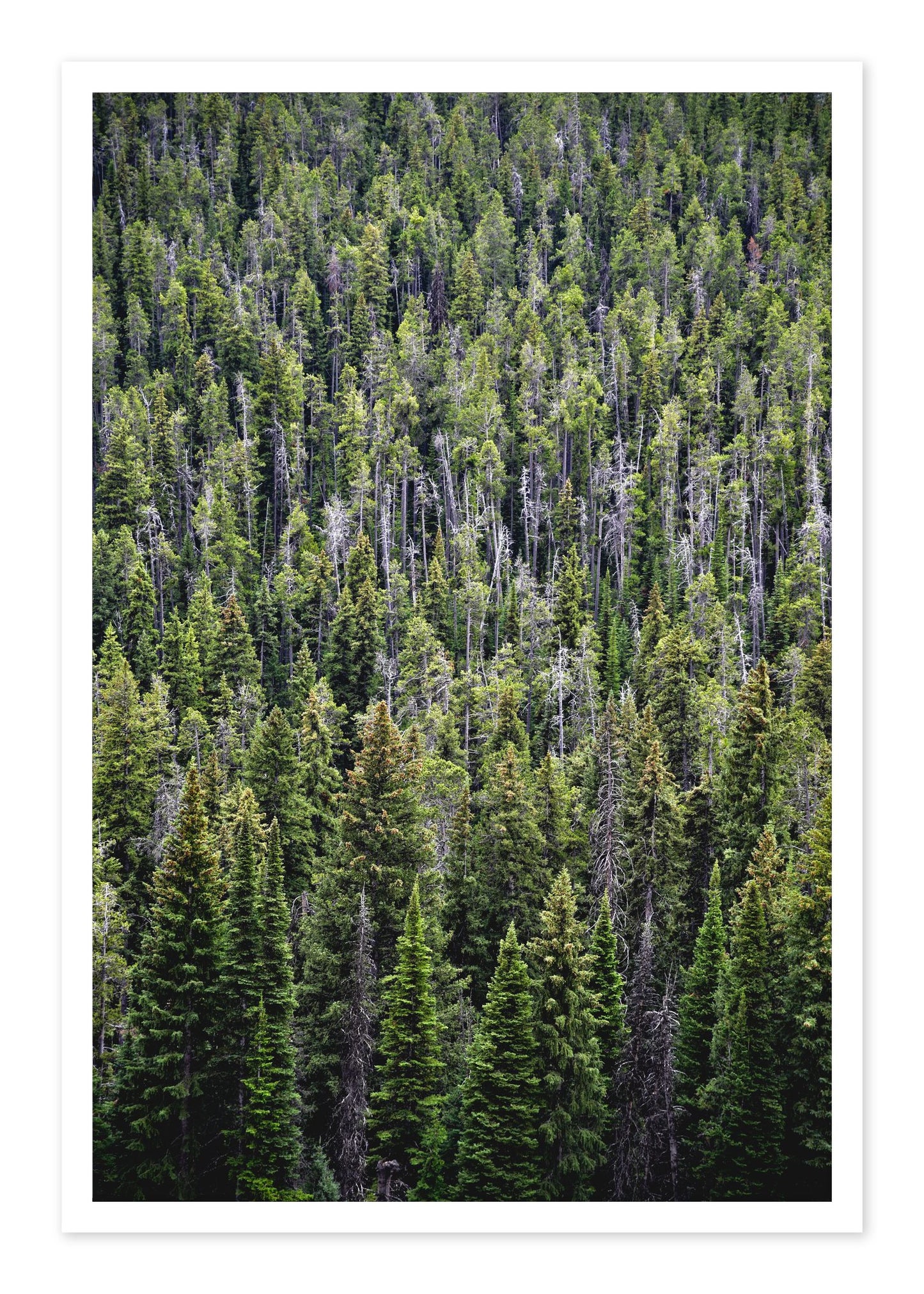 Dense by Dylan Ozanich, 48×72 Fine Art Pigment Print on Hahnemühle Cotton Rag Paper, unframed
