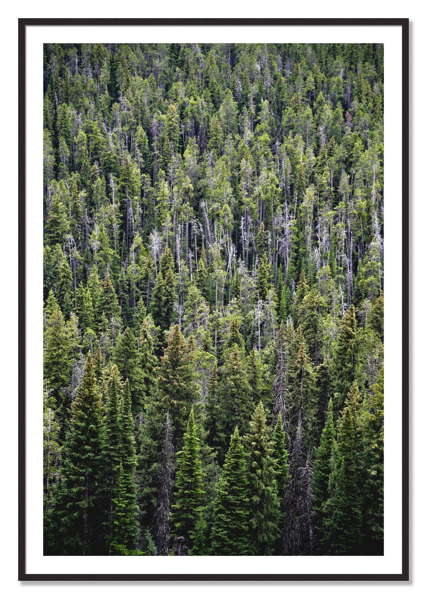 Framed photograph of Dense by Dylan Ozanich, Black Walnut frame, Borders