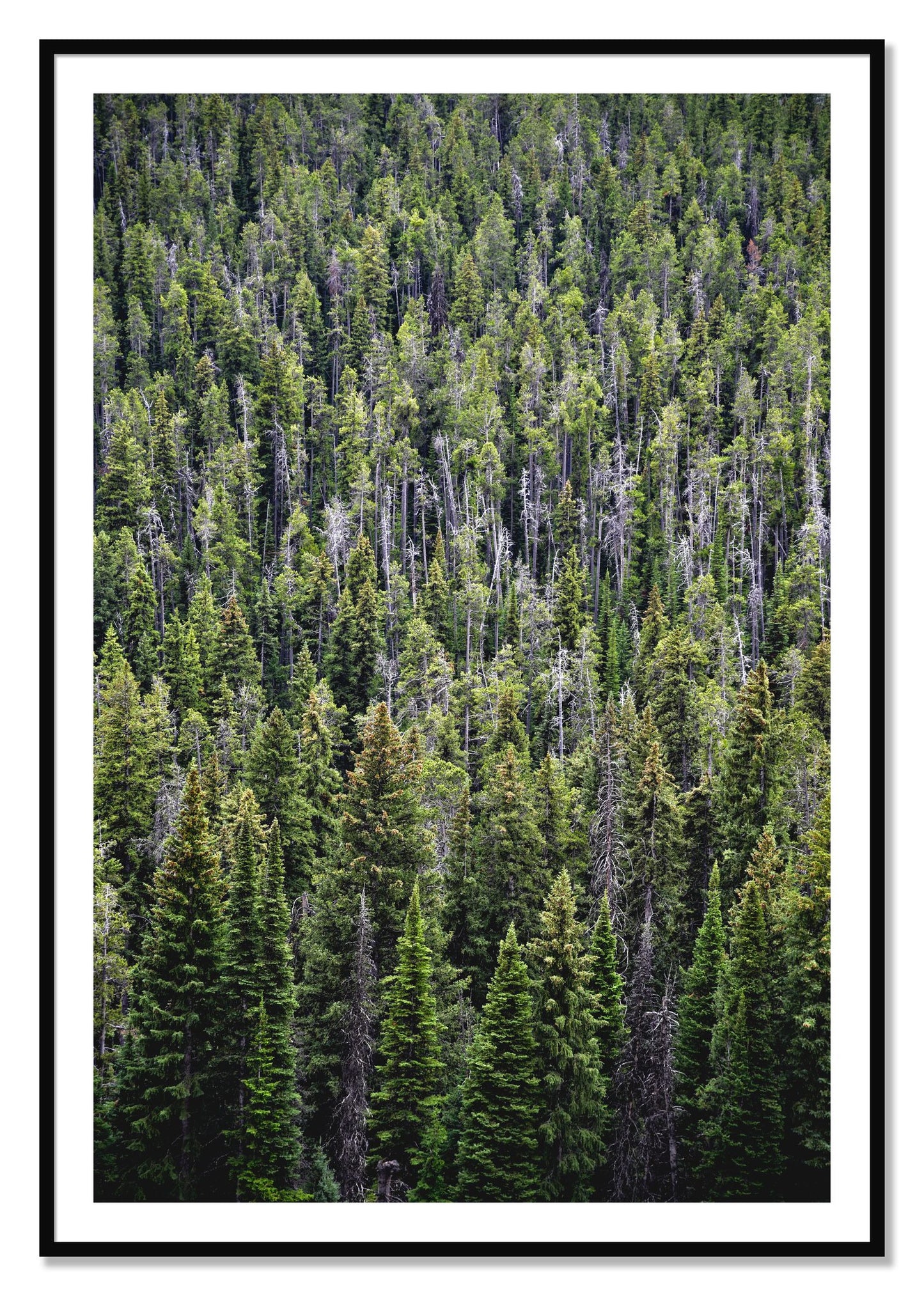 Framed photograph of Dense by Dylan Ozanich, Black frame, Borders