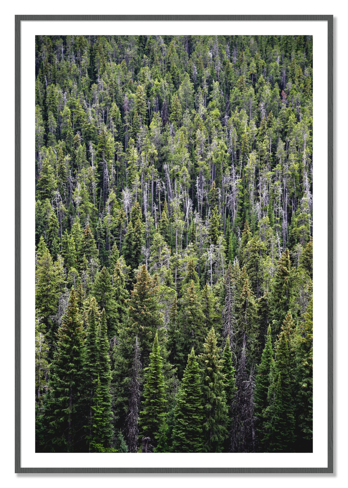 Framed photograph of Dense by Dylan Ozanich, Grey frame, Borders