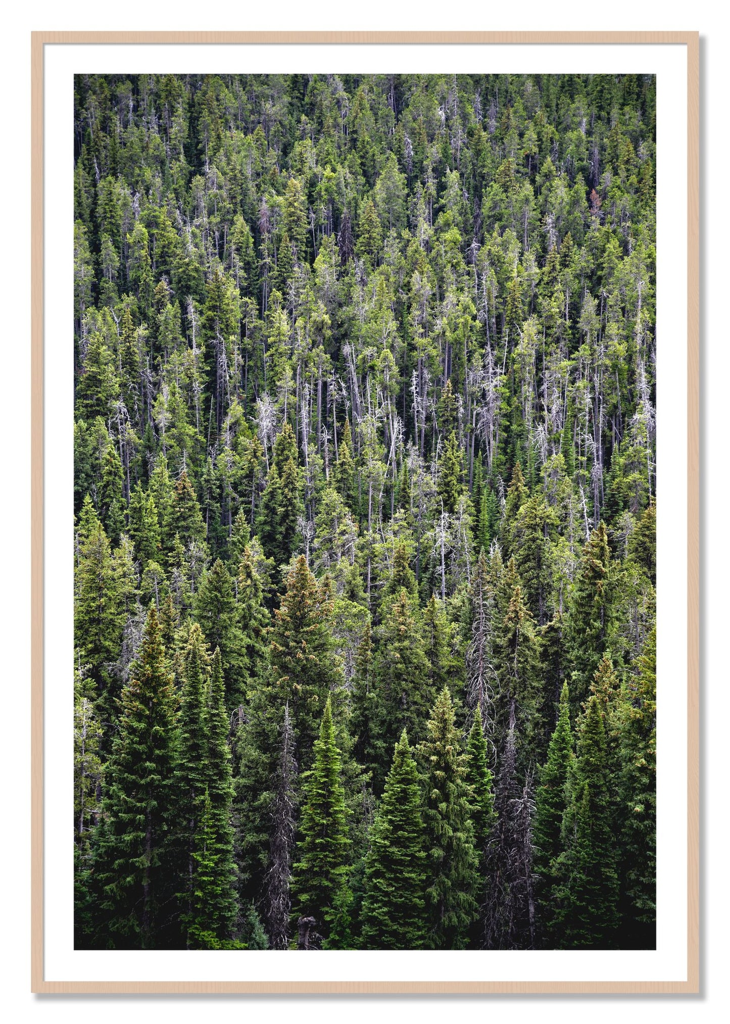 Framed photograph of Dense by Dylan Ozanich, Maple frame, Borders