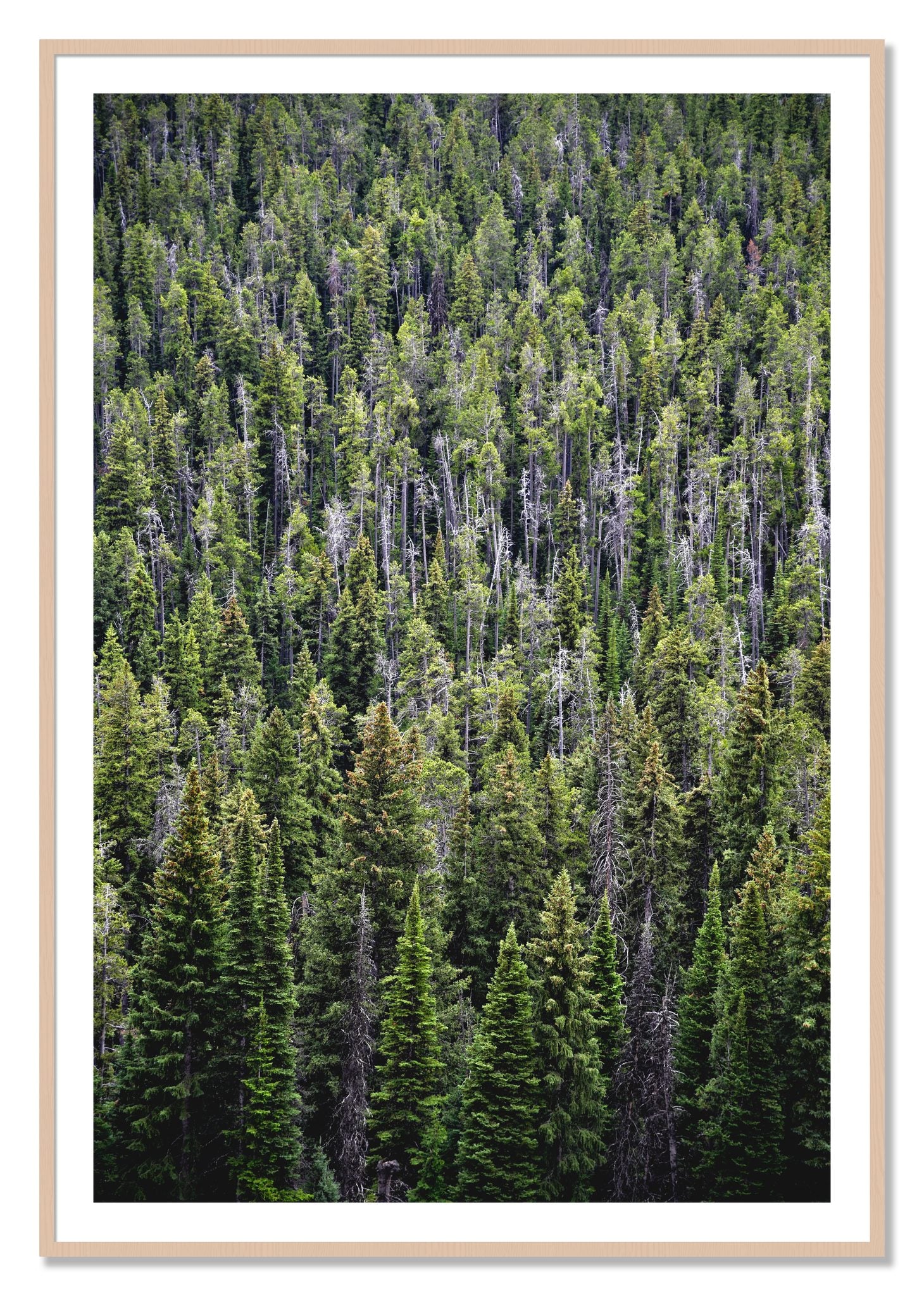 Framed photograph of Dense by Dylan Ozanich, Maple frame, Borders
