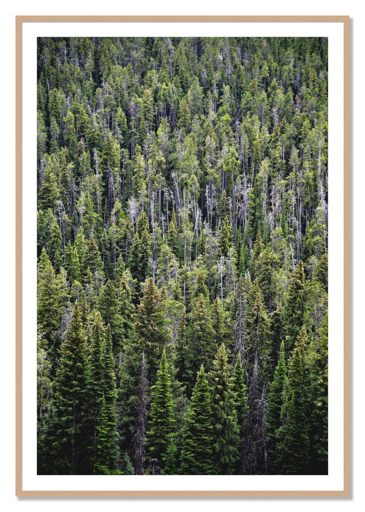 Framed photograph of Dense by Dylan Ozanich, Oak frame, Borders