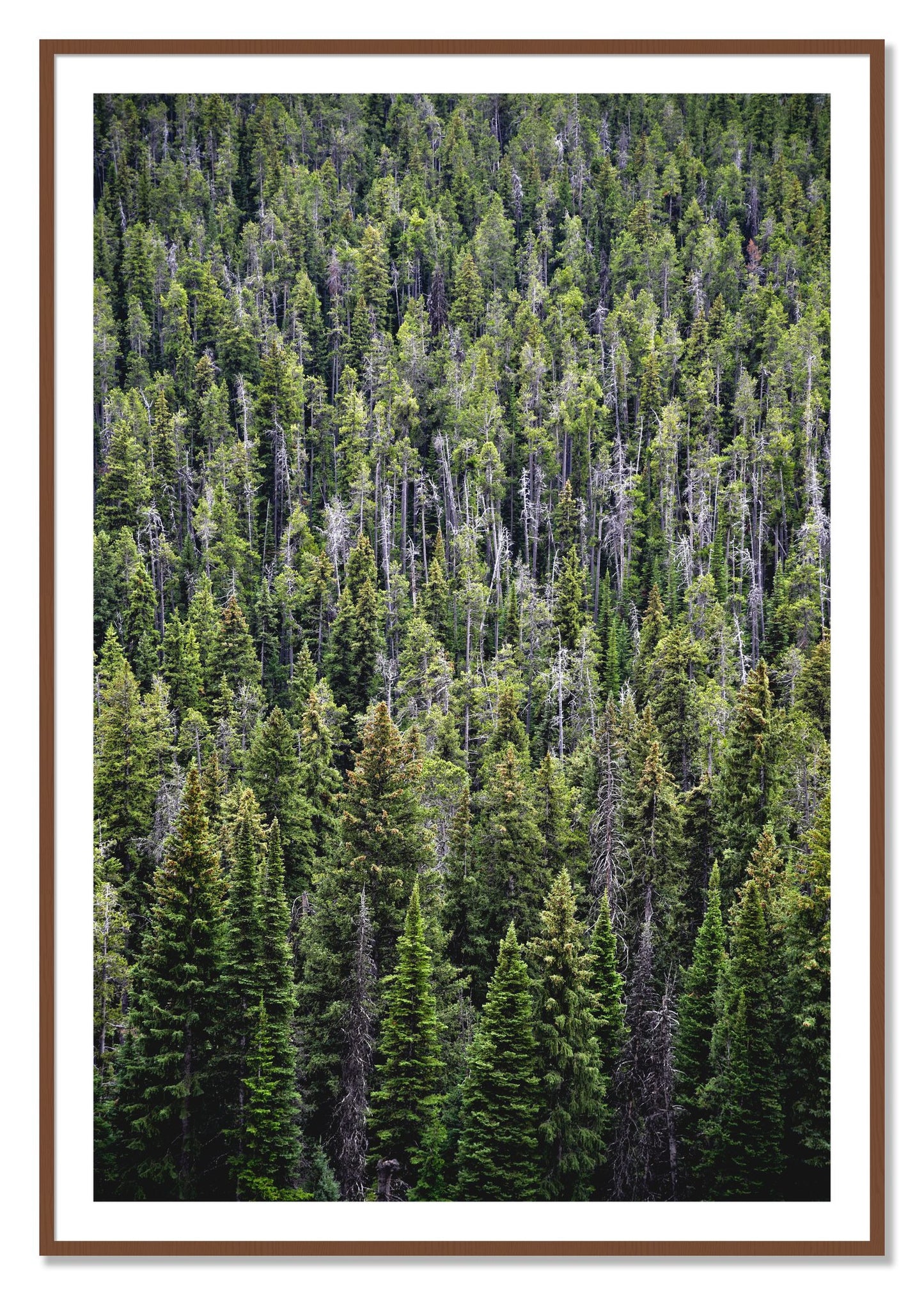 Framed photograph of Dense by Dylan Ozanich, Walnut frame, Borders