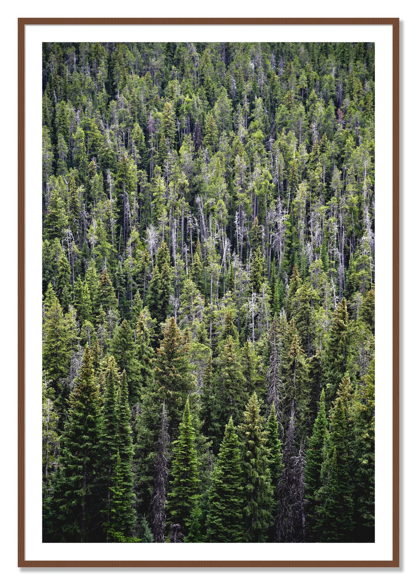 Framed photograph of Dense by Dylan Ozanich, Walnut frame, Borders