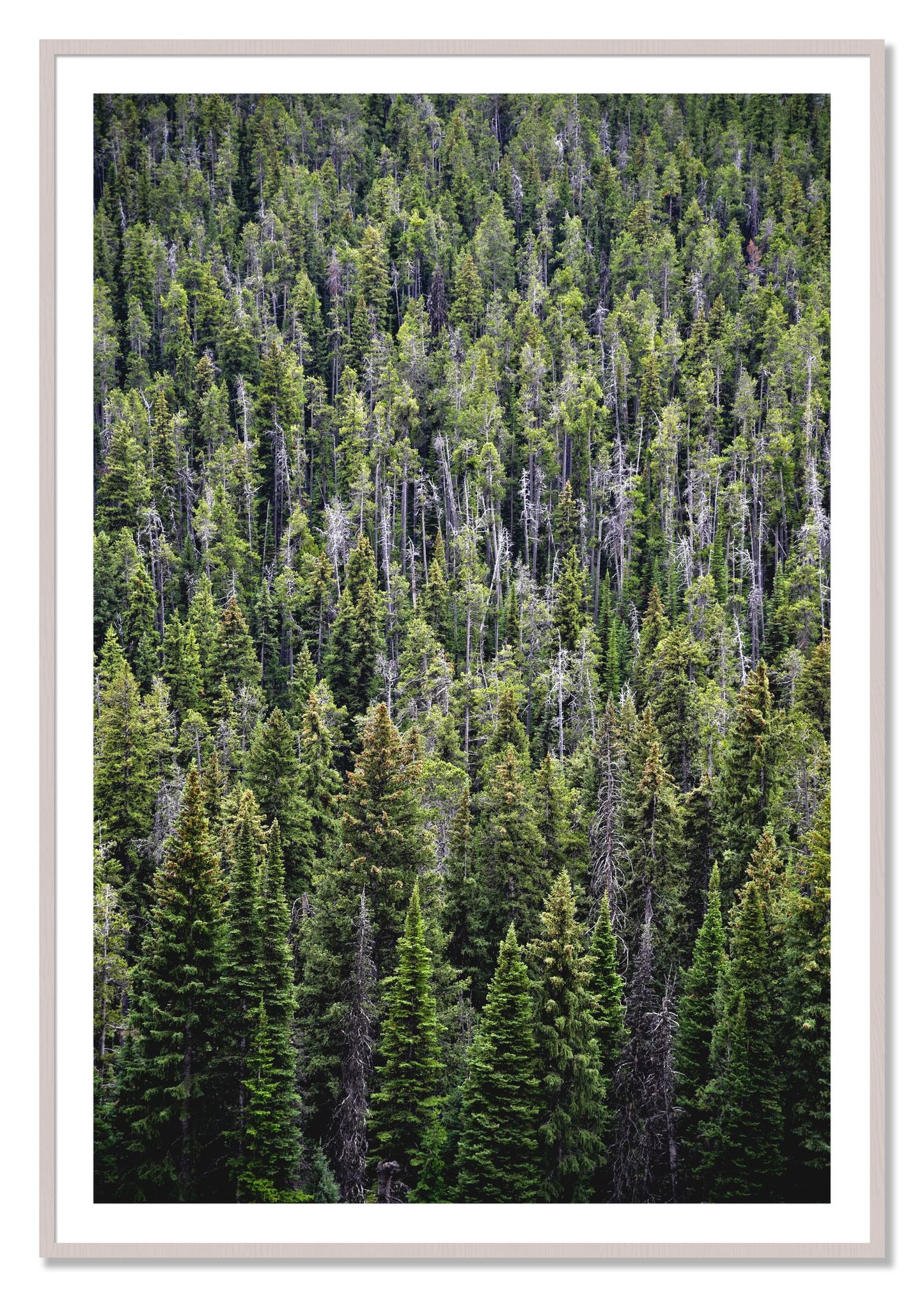 Framed photograph of Dense by Dylan Ozanich, White Maple frame, Borders