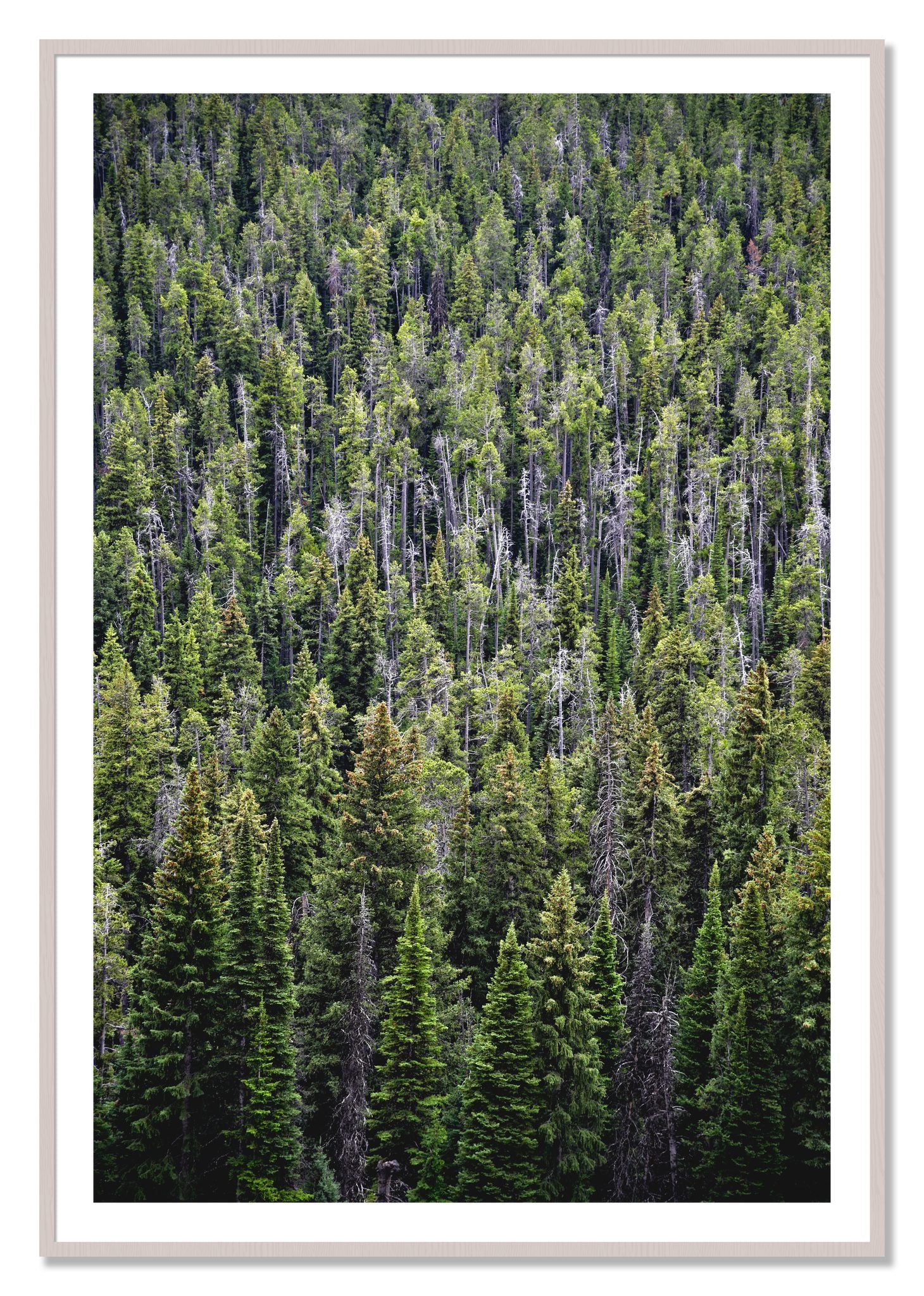 Framed photograph of Dense by Dylan Ozanich, White Maple frame, Borders