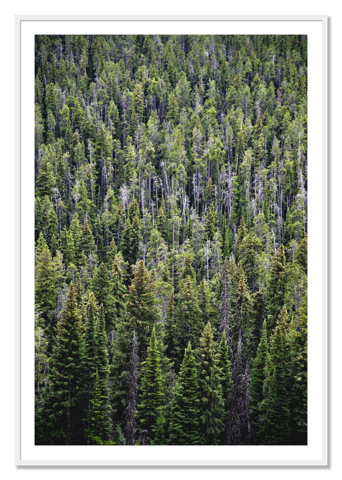 Framed photograph of Dense by Dylan Ozanich, White frame, Borders