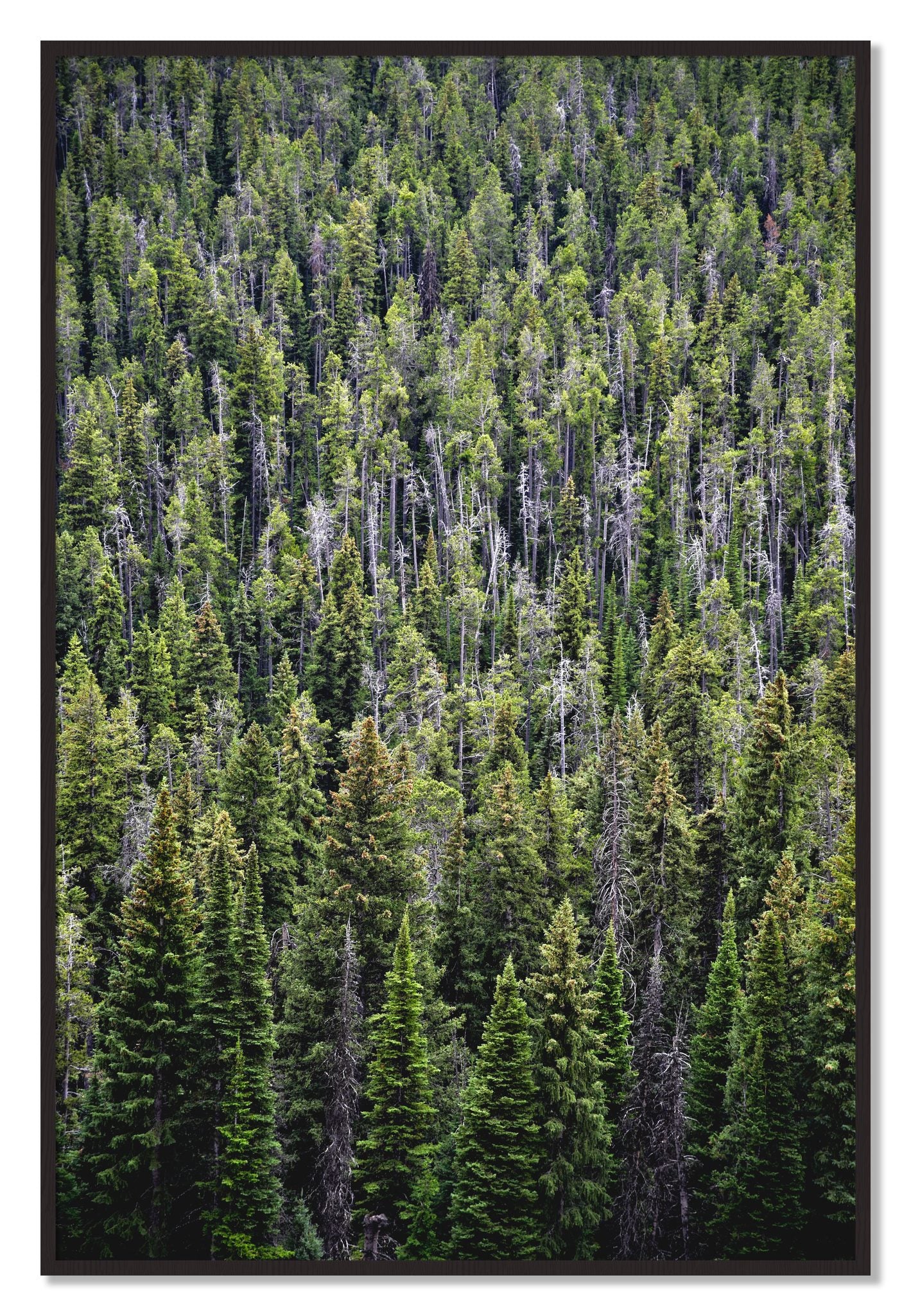 Framed photograph of Dense by Dylan Ozanich, Black Walnut frame, Full Bleed