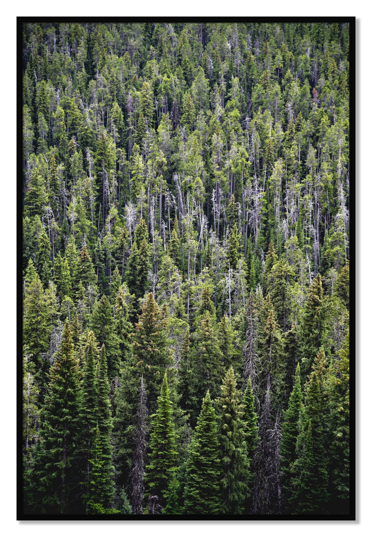 Framed photograph of Dense by Dylan Ozanich, Black frame, Full Bleed