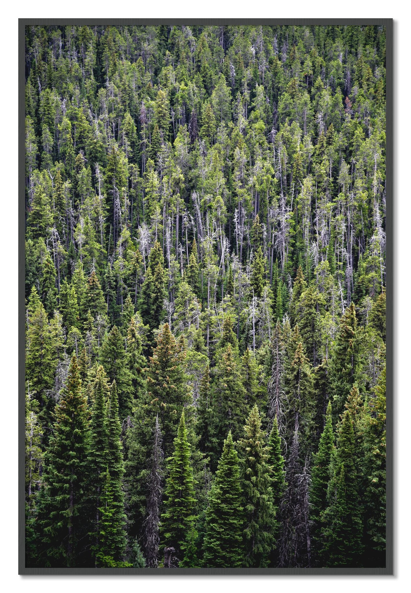 Framed photograph of Dense by Dylan Ozanich, Grey frame, Full Bleed