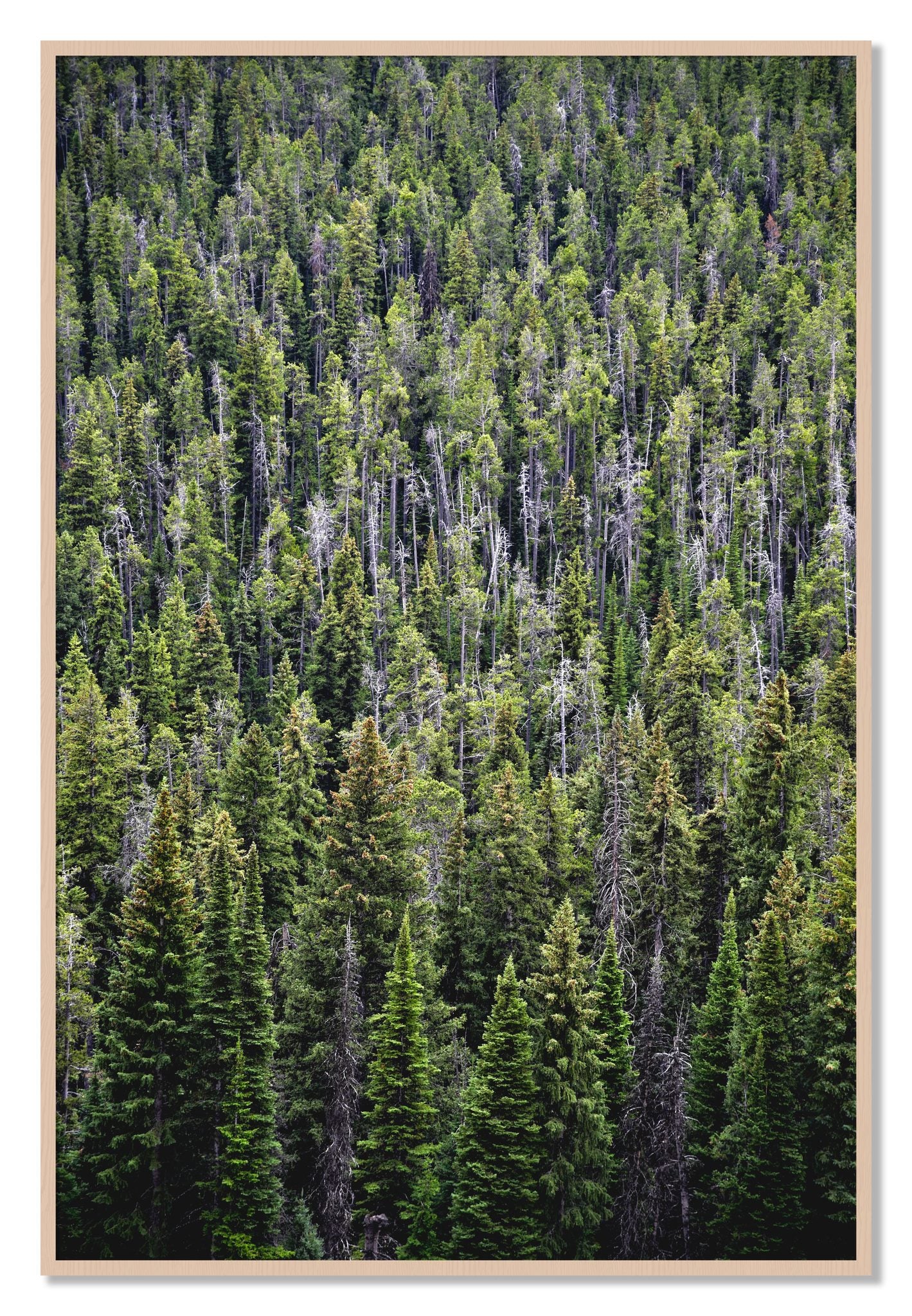 Framed photograph of Dense by Dylan Ozanich, Maple frame, Full Bleed