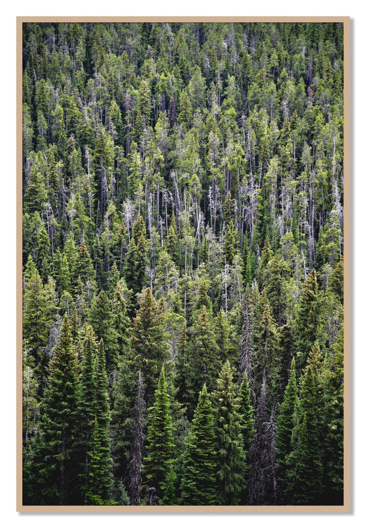 Framed photograph of Dense by Dylan Ozanich, Oak frame, Full Bleed