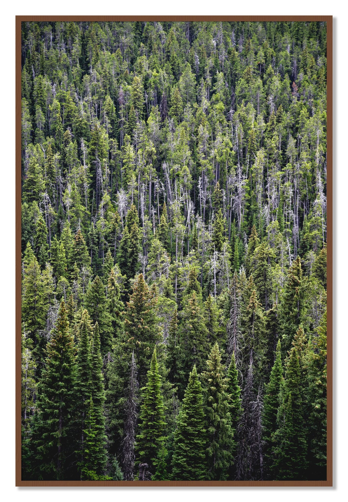 Framed photograph of Dense by Dylan Ozanich, Walnut frame, Full Bleed