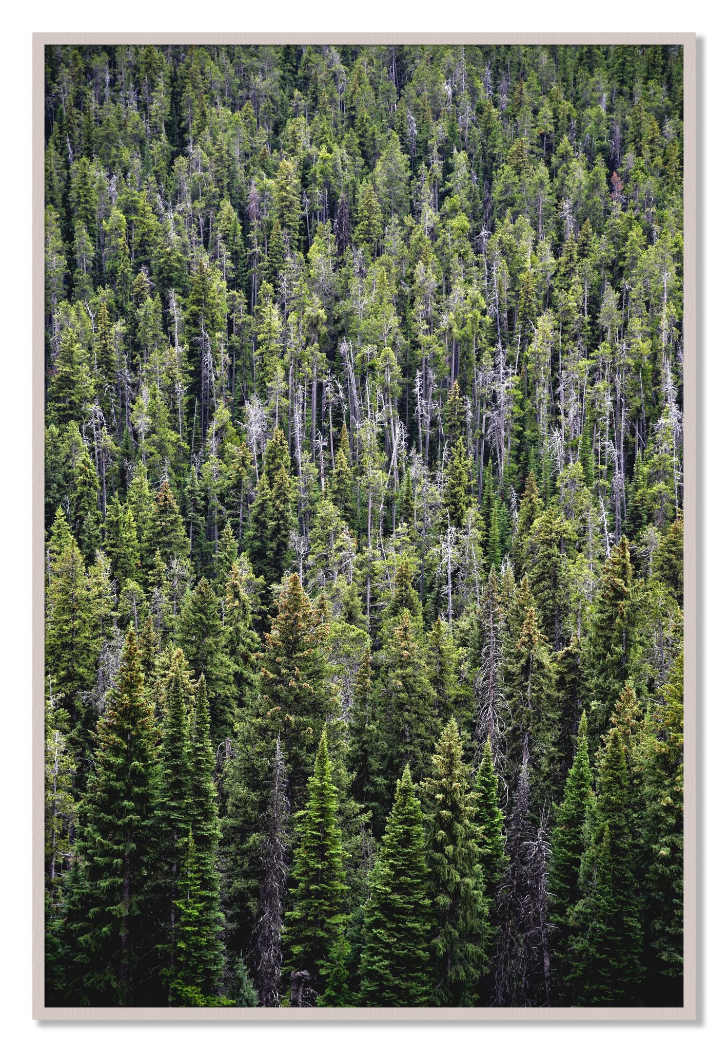 Framed photograph of Dense by Dylan Ozanich, White Maple frame, Full Bleed