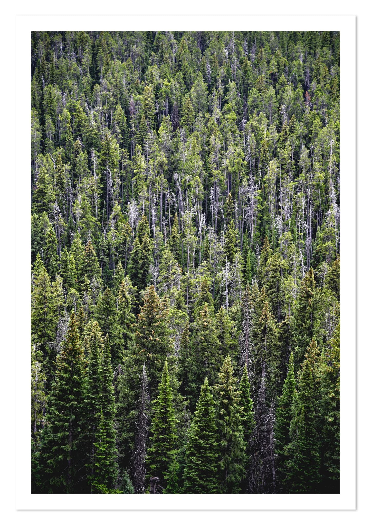 Fine art print of Dense by Dylan Ozanich, unframed