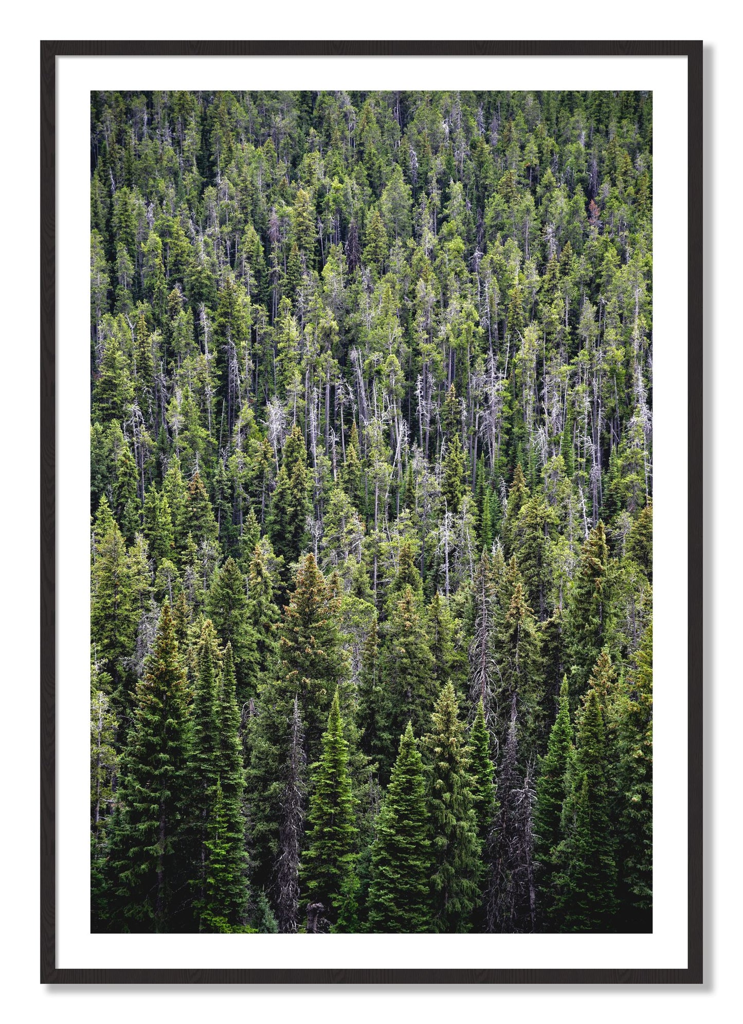 Framed photograph of Dense by Dylan Ozanich, Black Walnut frame, Borders