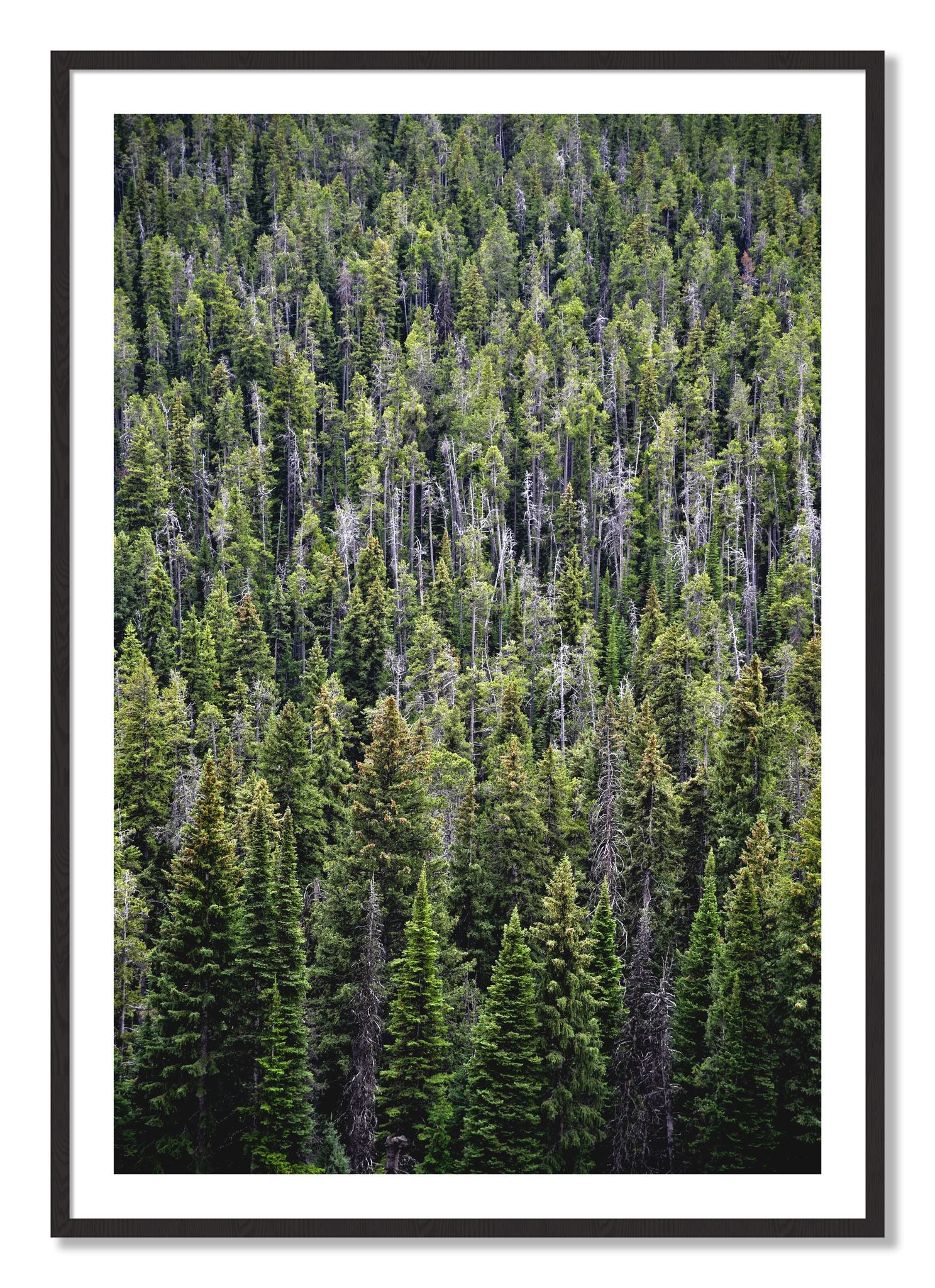 Framed photograph of Dense by Dylan Ozanich, Black Walnut frame, Borders