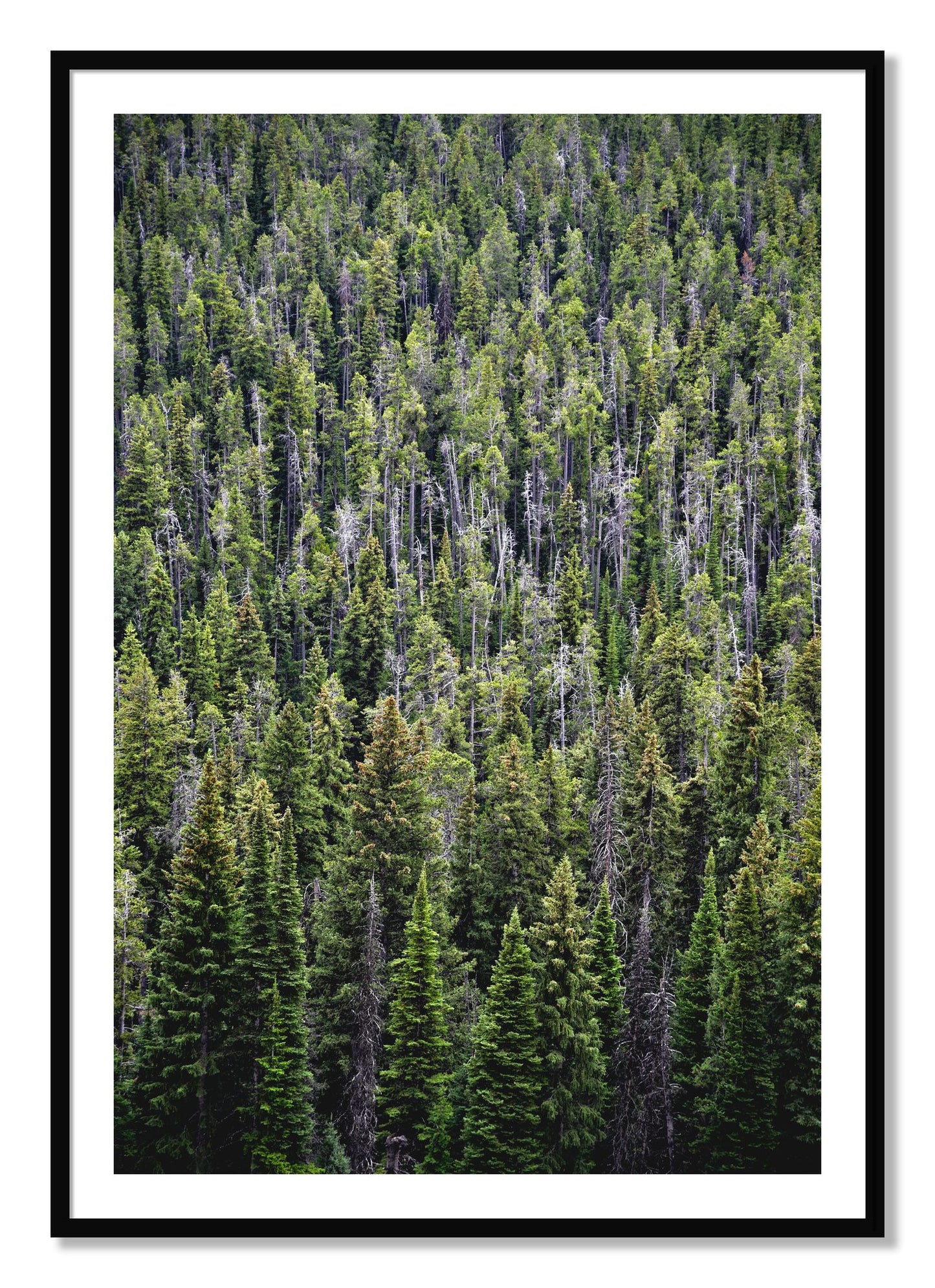 Framed photograph of Dense by Dylan Ozanich, Black frame, Borders
